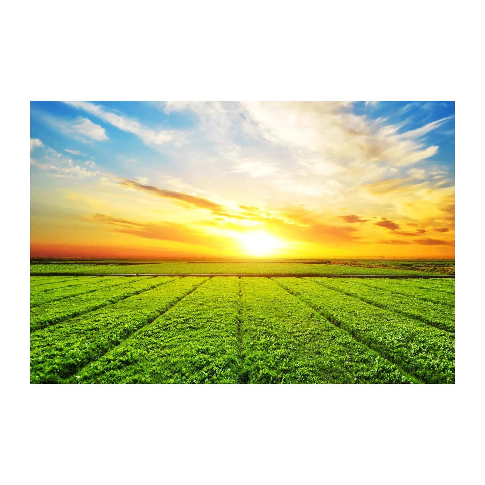 Vibrant Sunrise Fields Wall Art