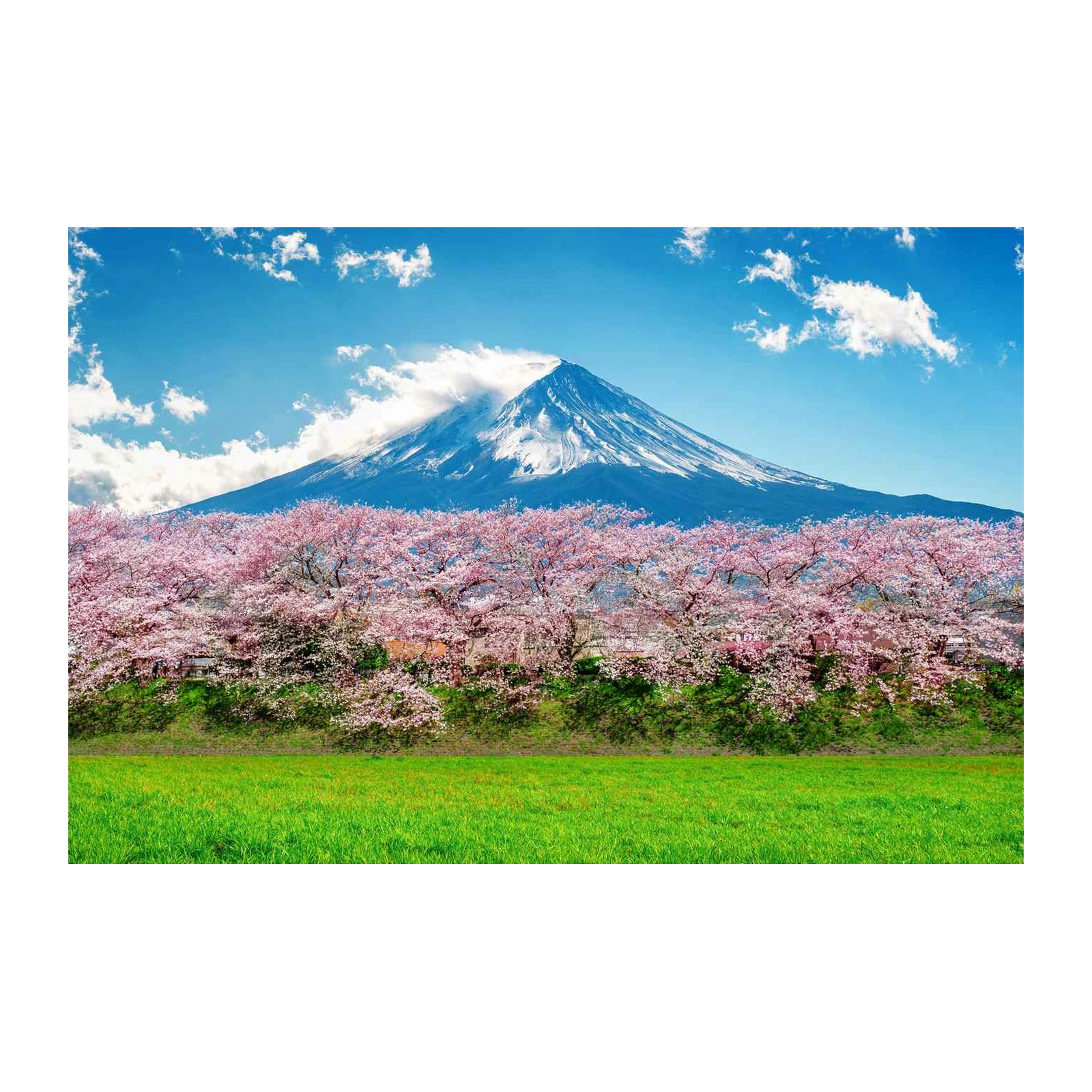 Mount Fuji Cherry Blossom Wall Art