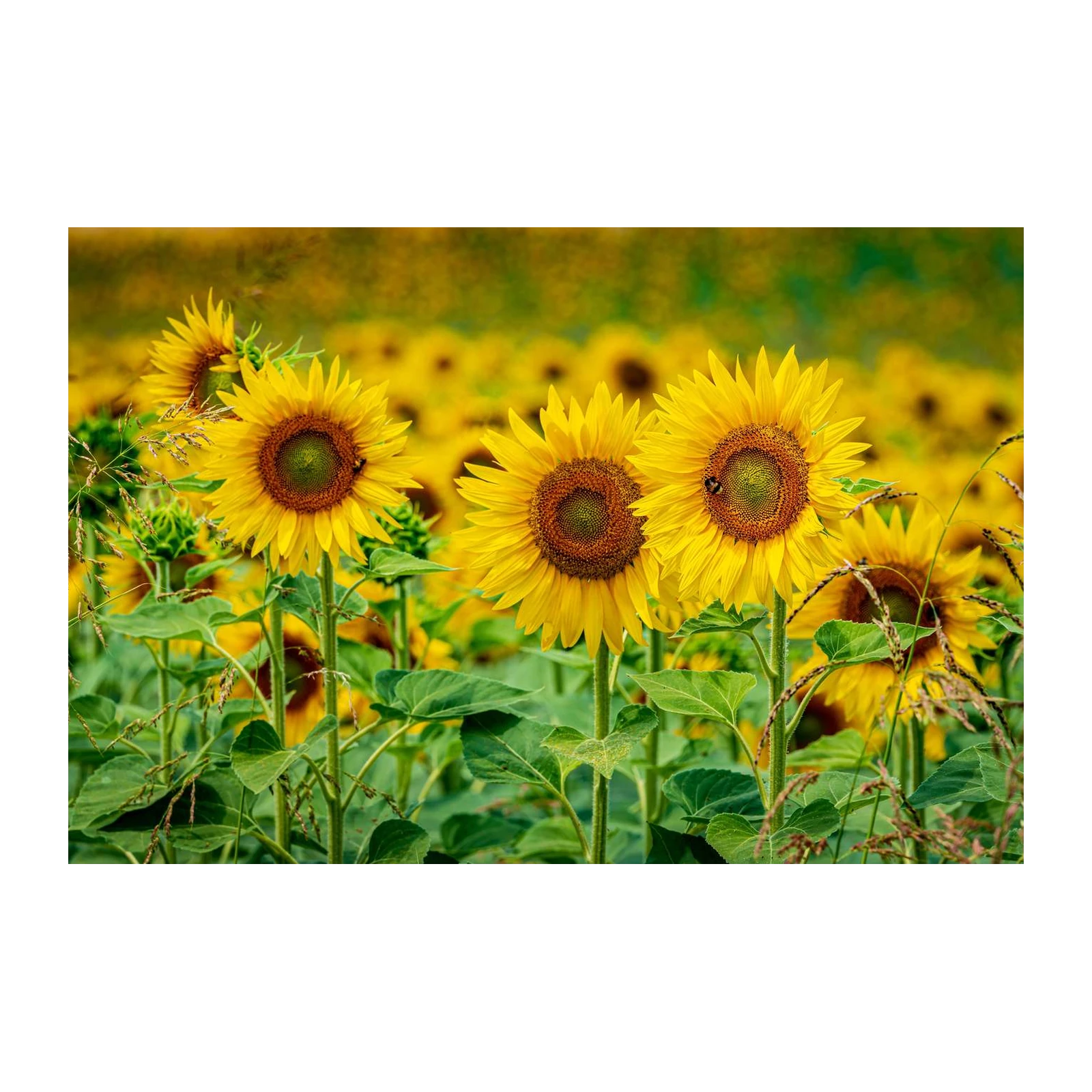 Vibrant Sunflower Field Wall Art