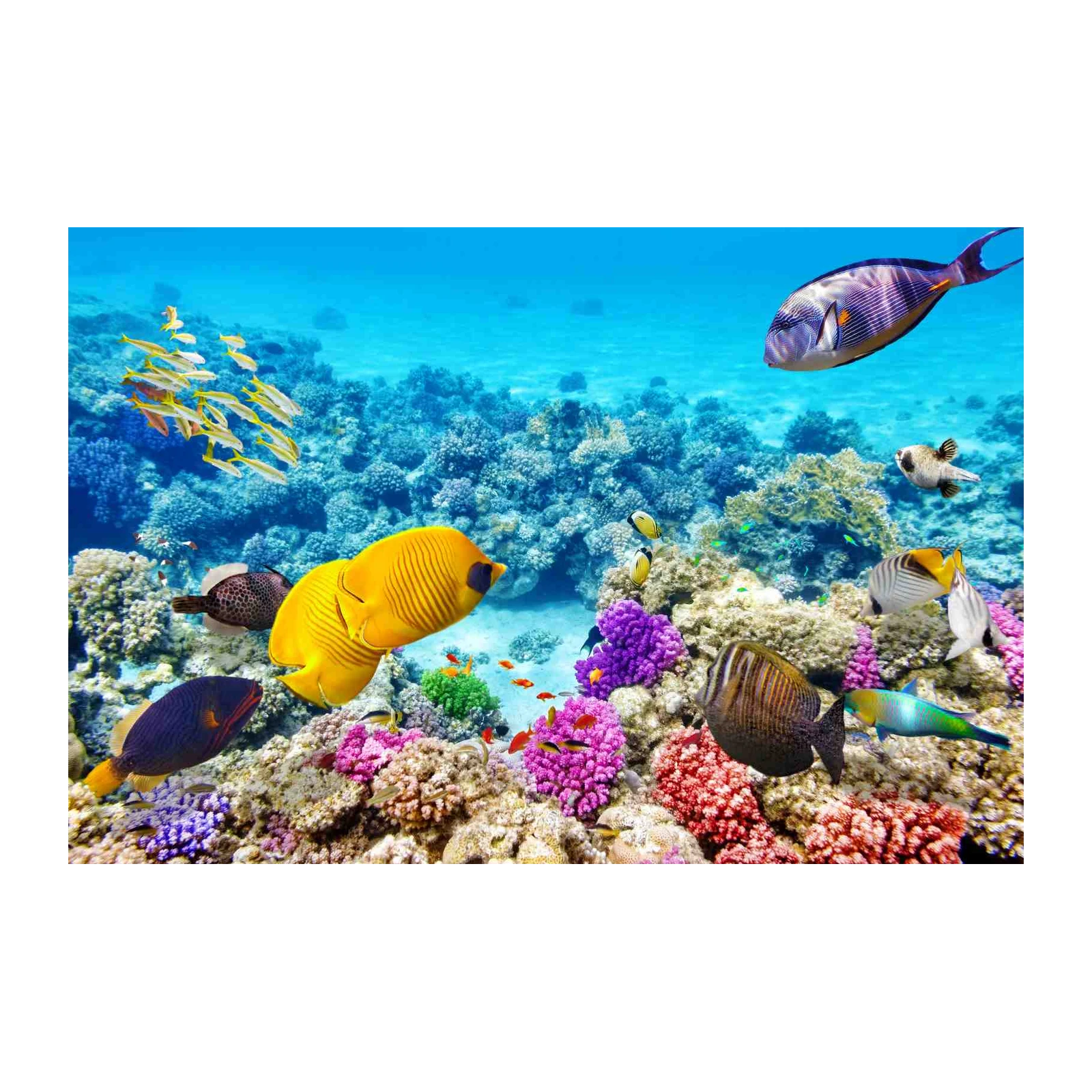 Vibrant Coral Reef Fish Wall Art