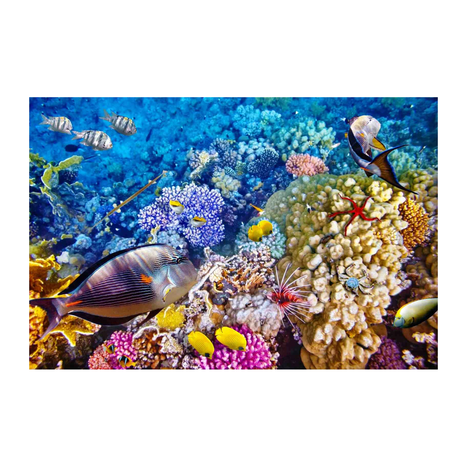 Vibrant Coral Reef Fish Wall Art