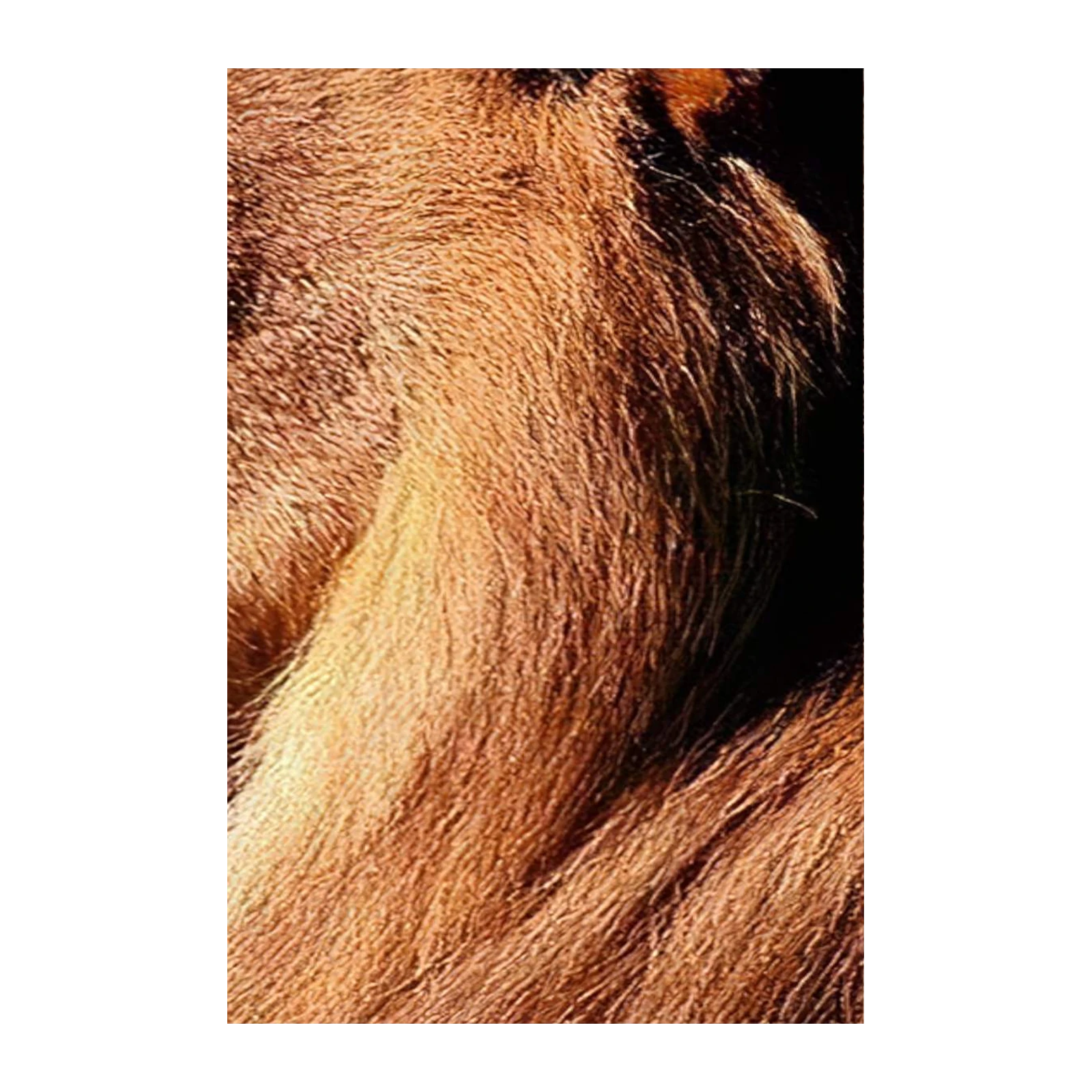 Majestic Lion Fur Close-Up Wall Art