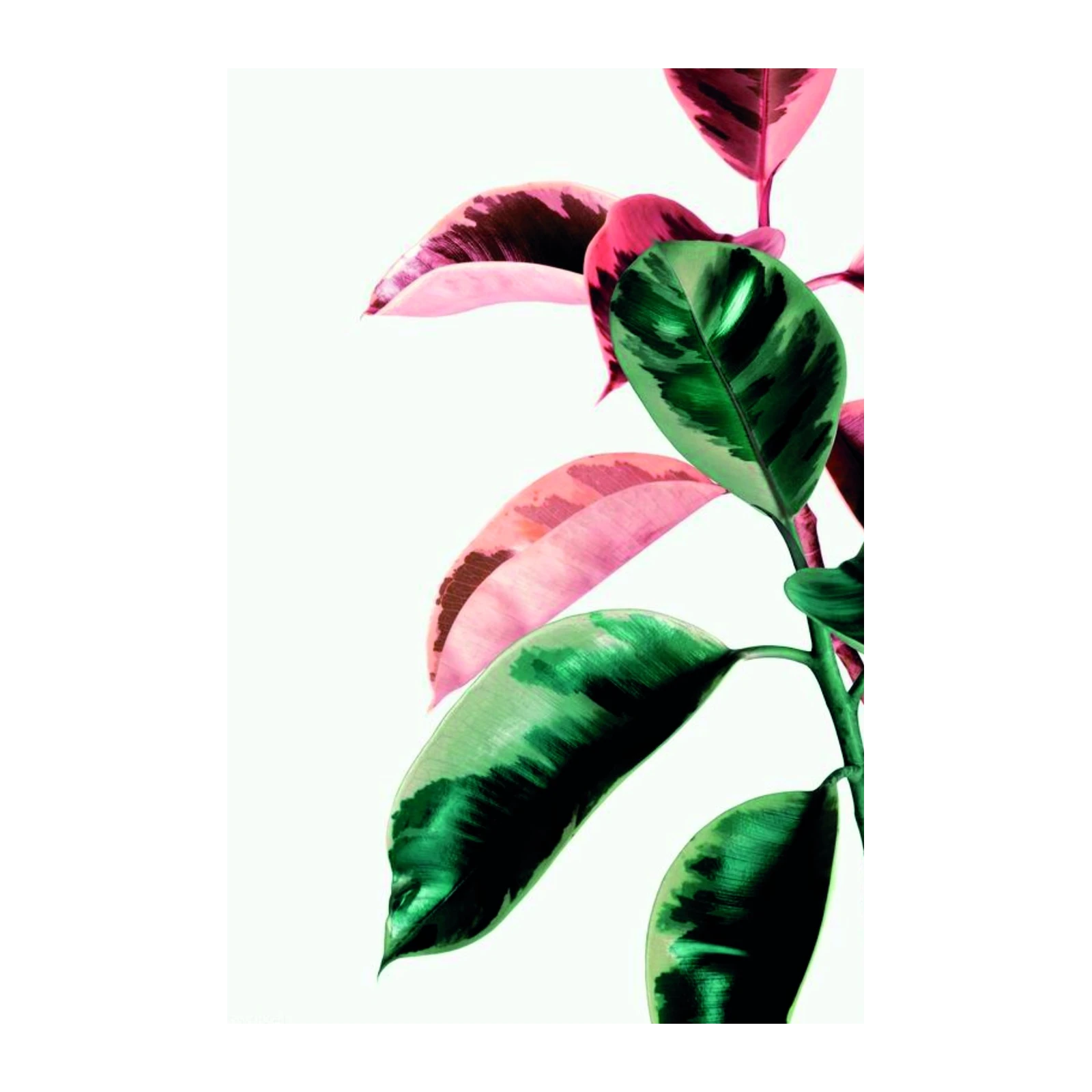 Vibrant Ficus Elastica Leaves Wall Art