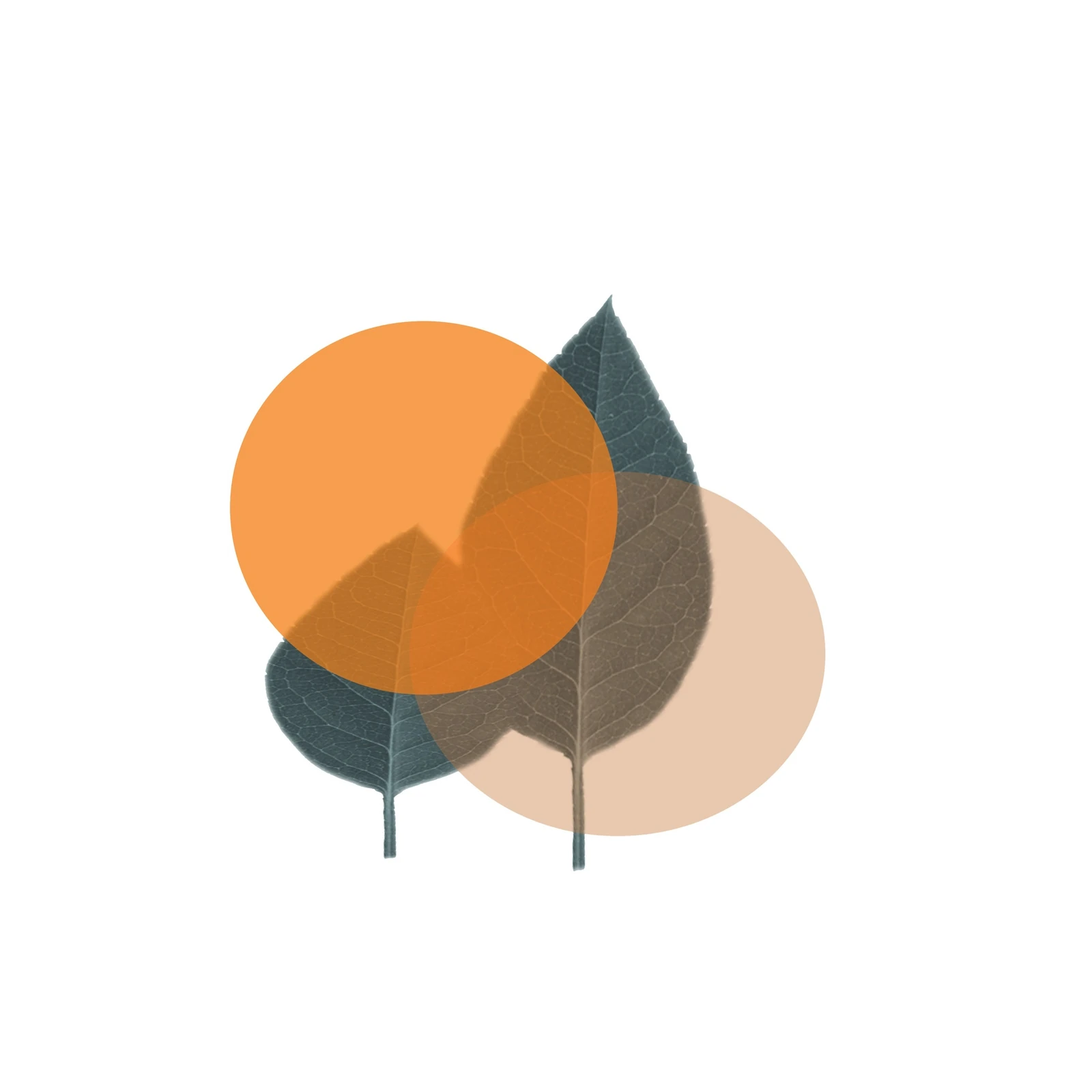 Abstract Leaf Circles Wall Art