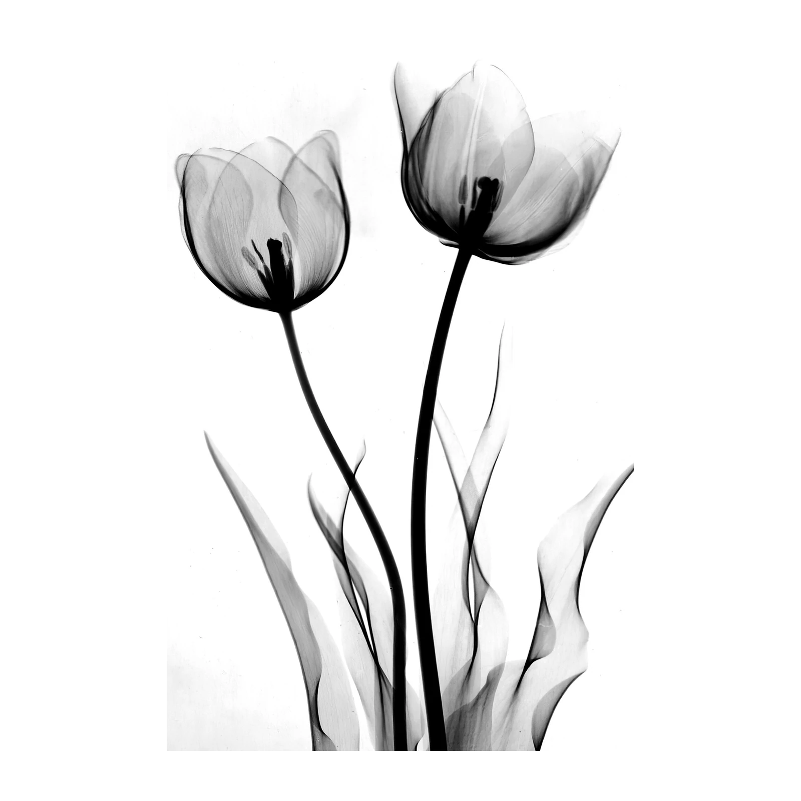 Elegant X-Ray Tulips Wall Art Wall Art