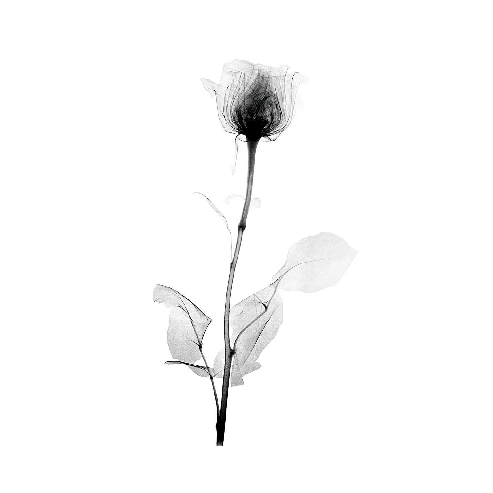 Elegant X-Ray Rose Wall Art