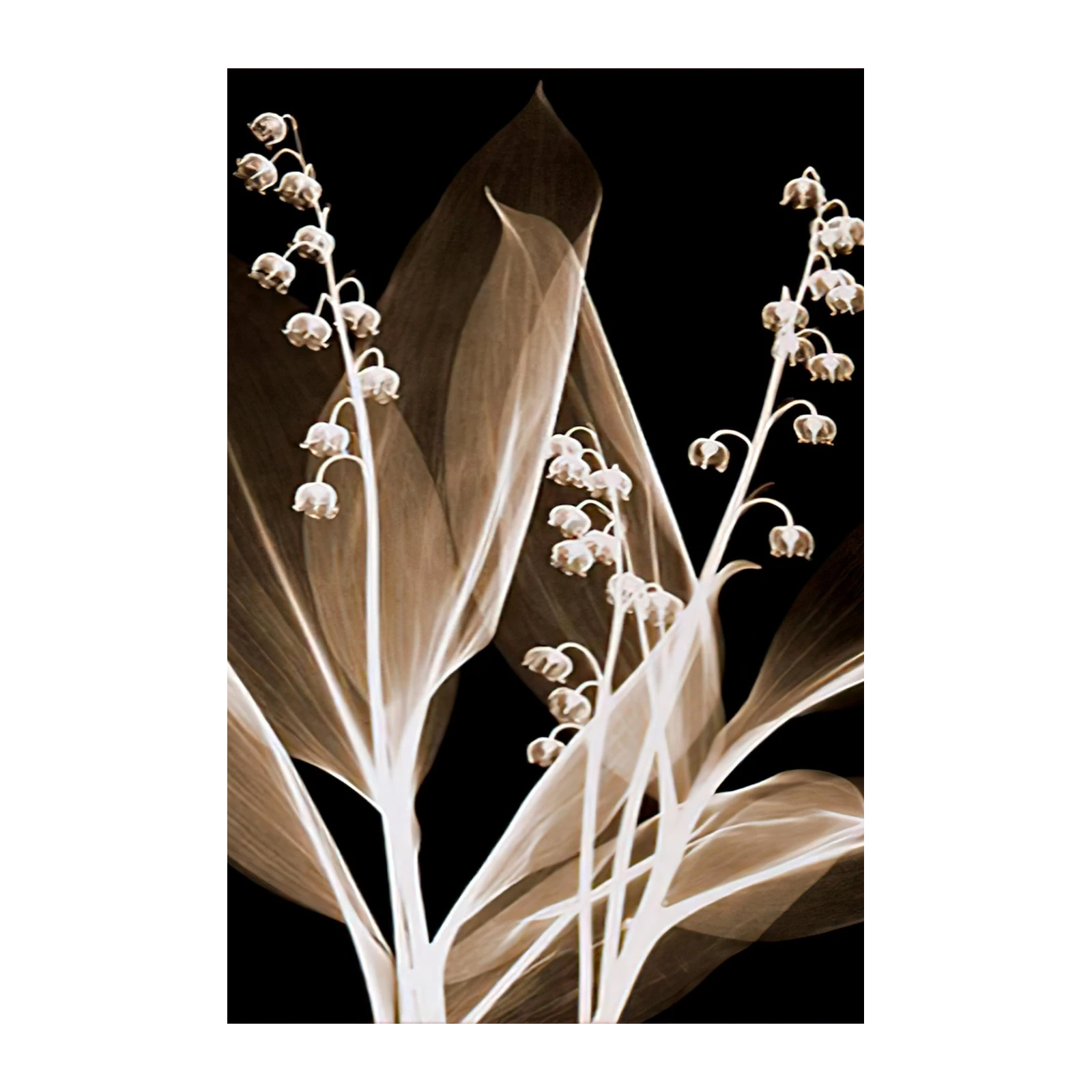 Elegant Lily of the Valley X-Ray Wall Art