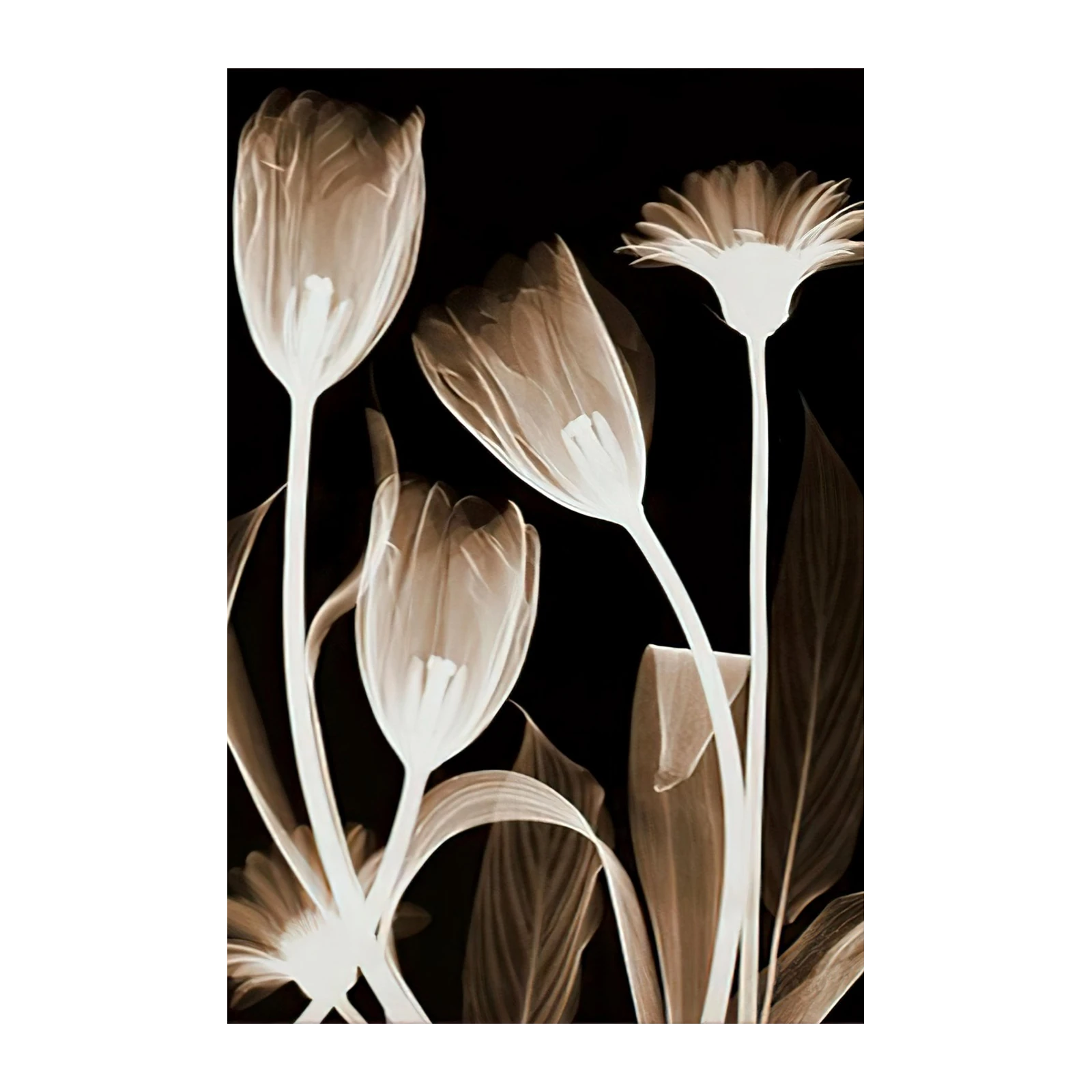 Elegant Tulip & Gerbera X-Ray Wall Art Art