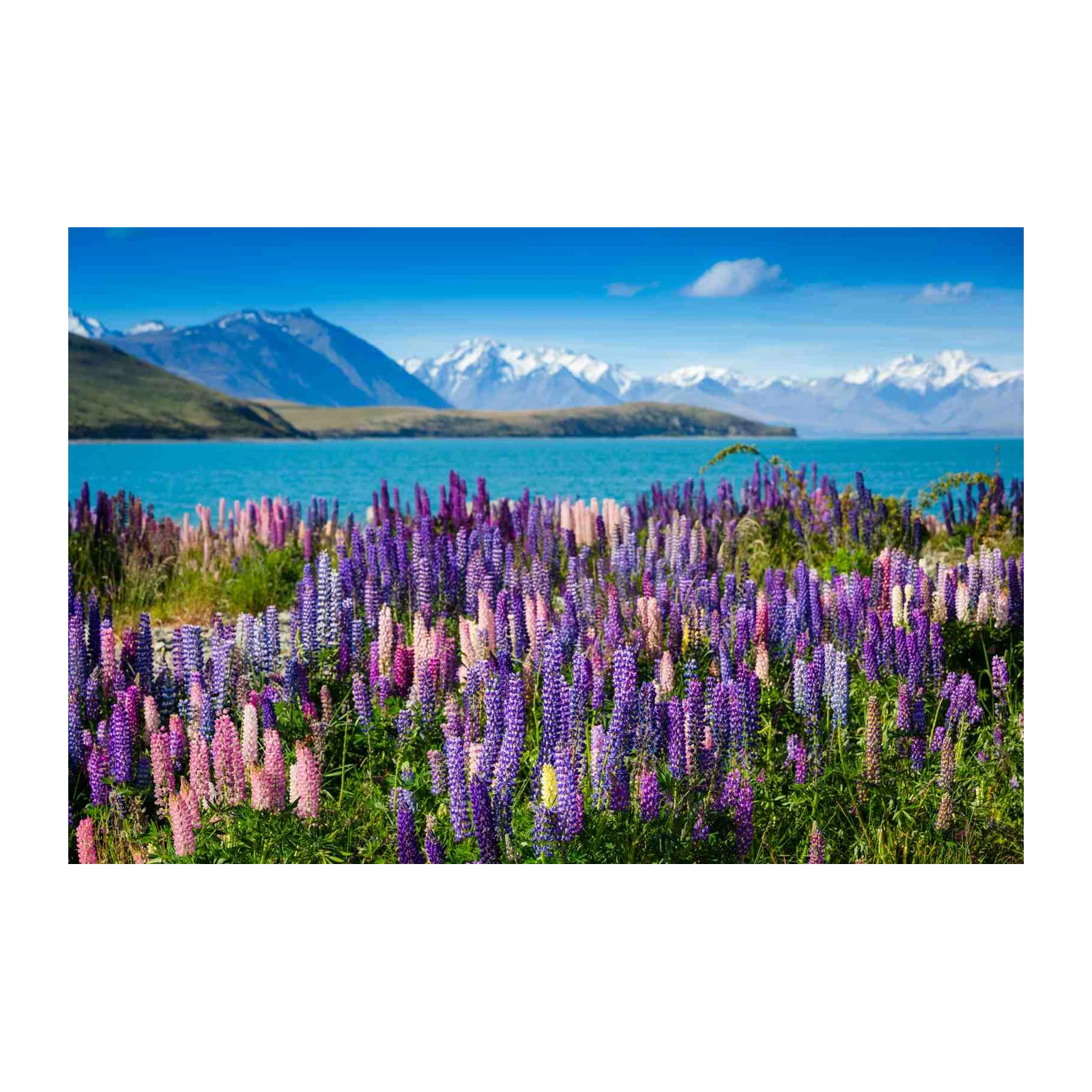 Vibrant Lupine Field Lake Mountain Wall Art