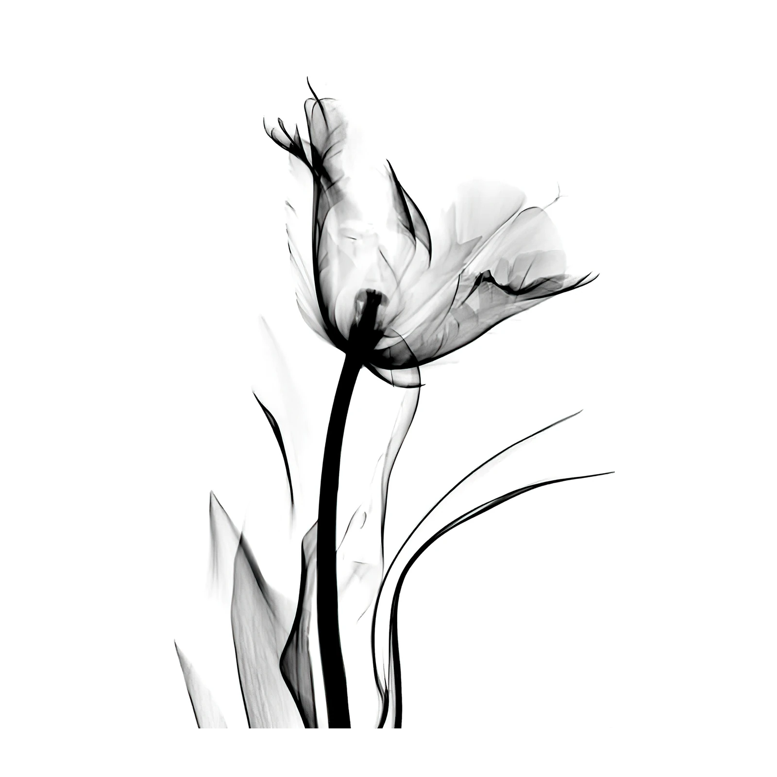 Elegant X-Ray Tulip Wall Art Wall Art