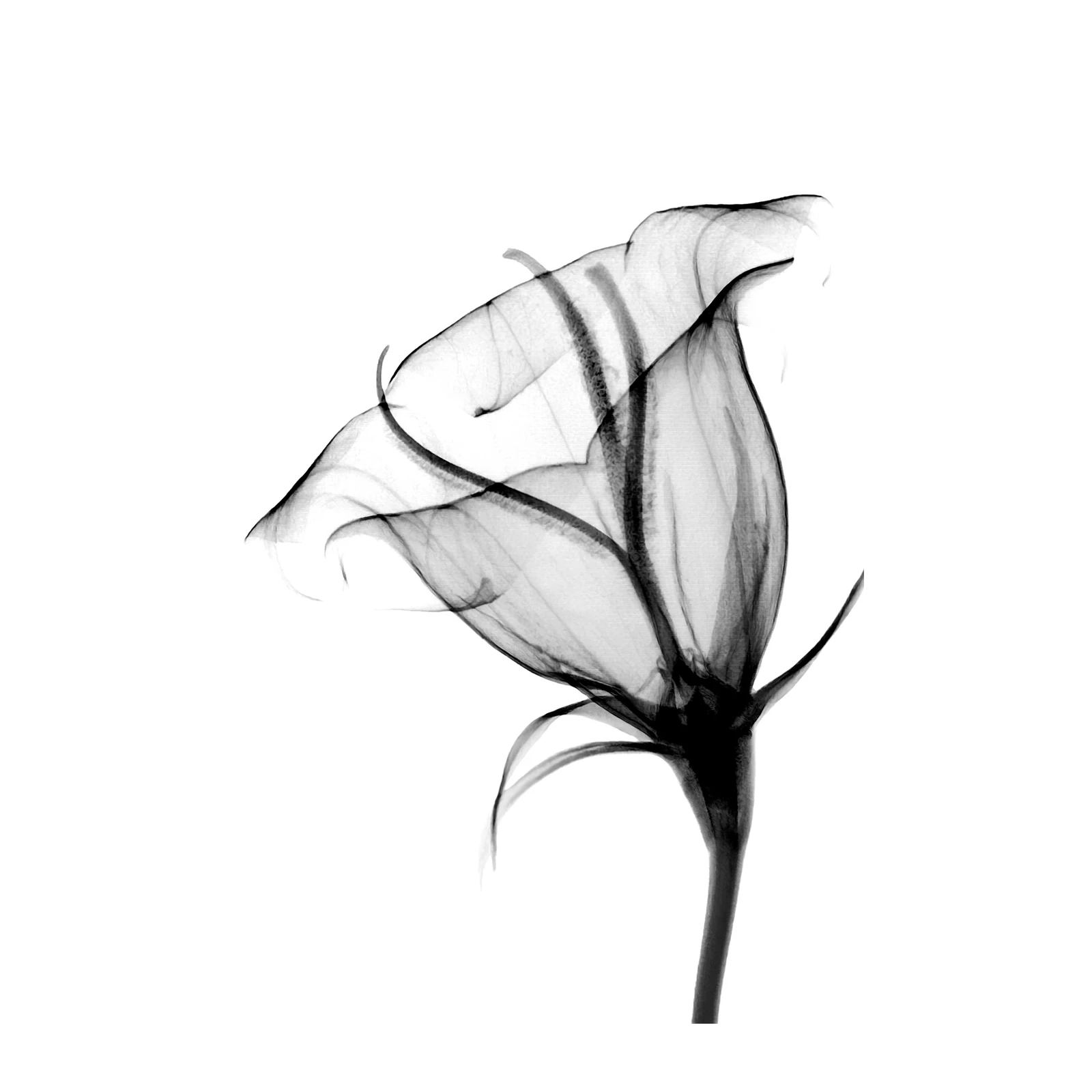 Elegant X-Ray Lily Wall Art