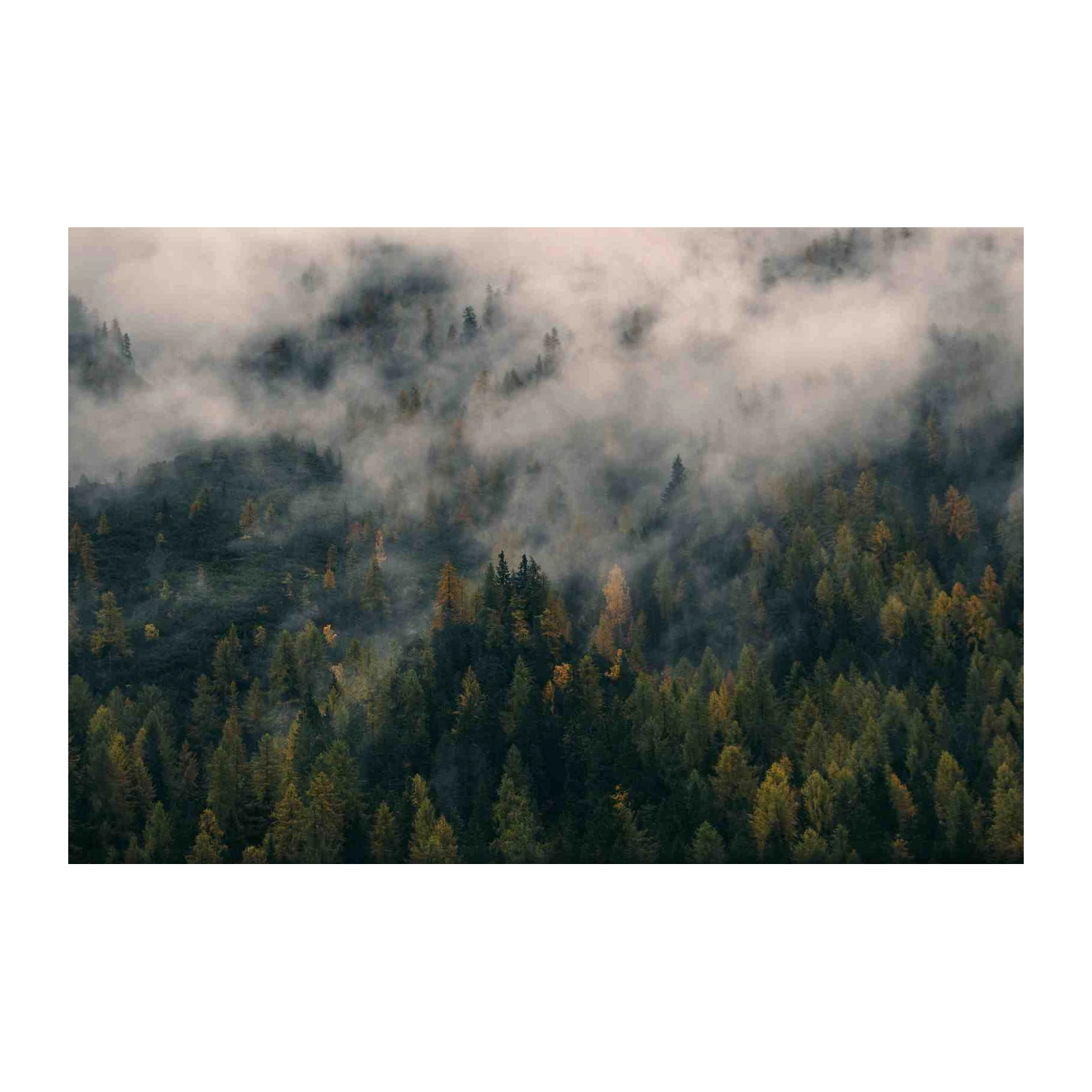 Misty Forest Serenity Wall Art