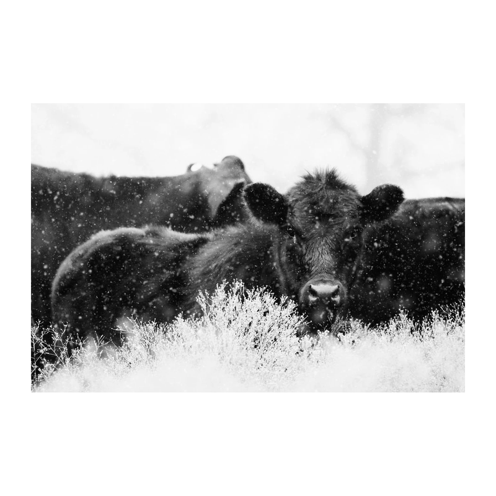 Majestic Cattle Snowfall Black & White Wall Art
