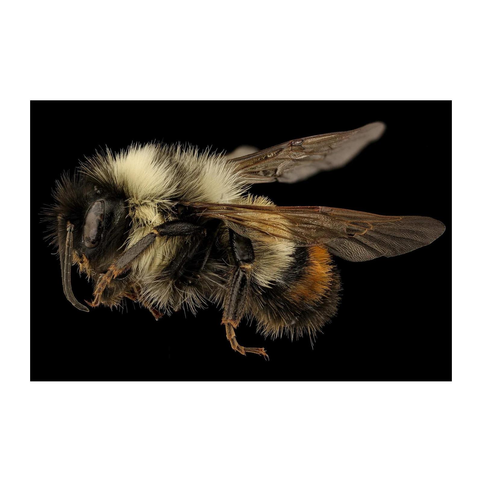Majestic Bumblebee Macro Photography Wall Art