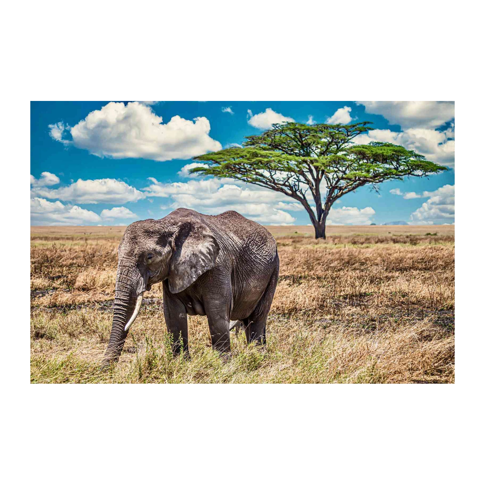 Majestic Elephant in Savannah Wall Art