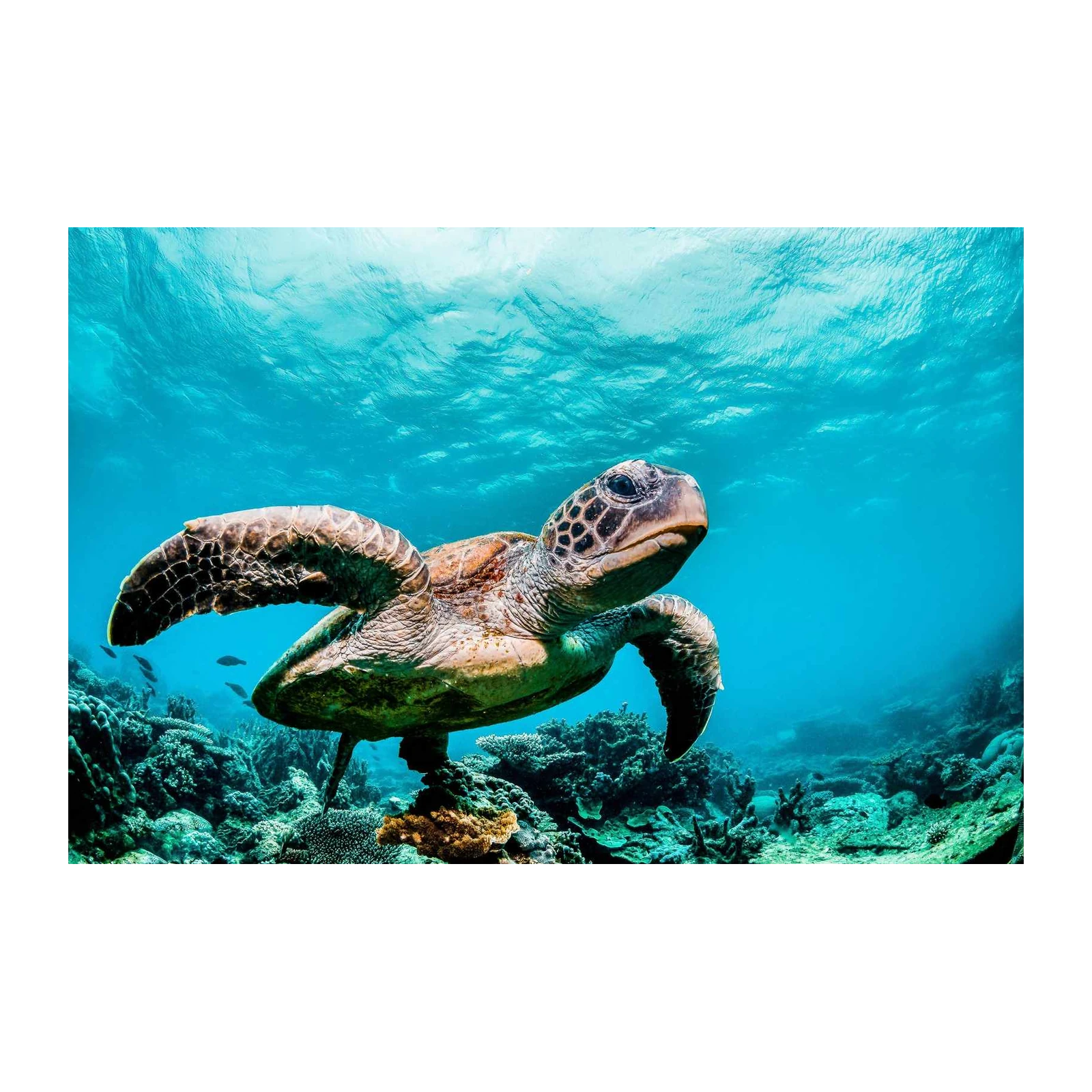 Majestic Sea Turtle Ocean Life Wall Art