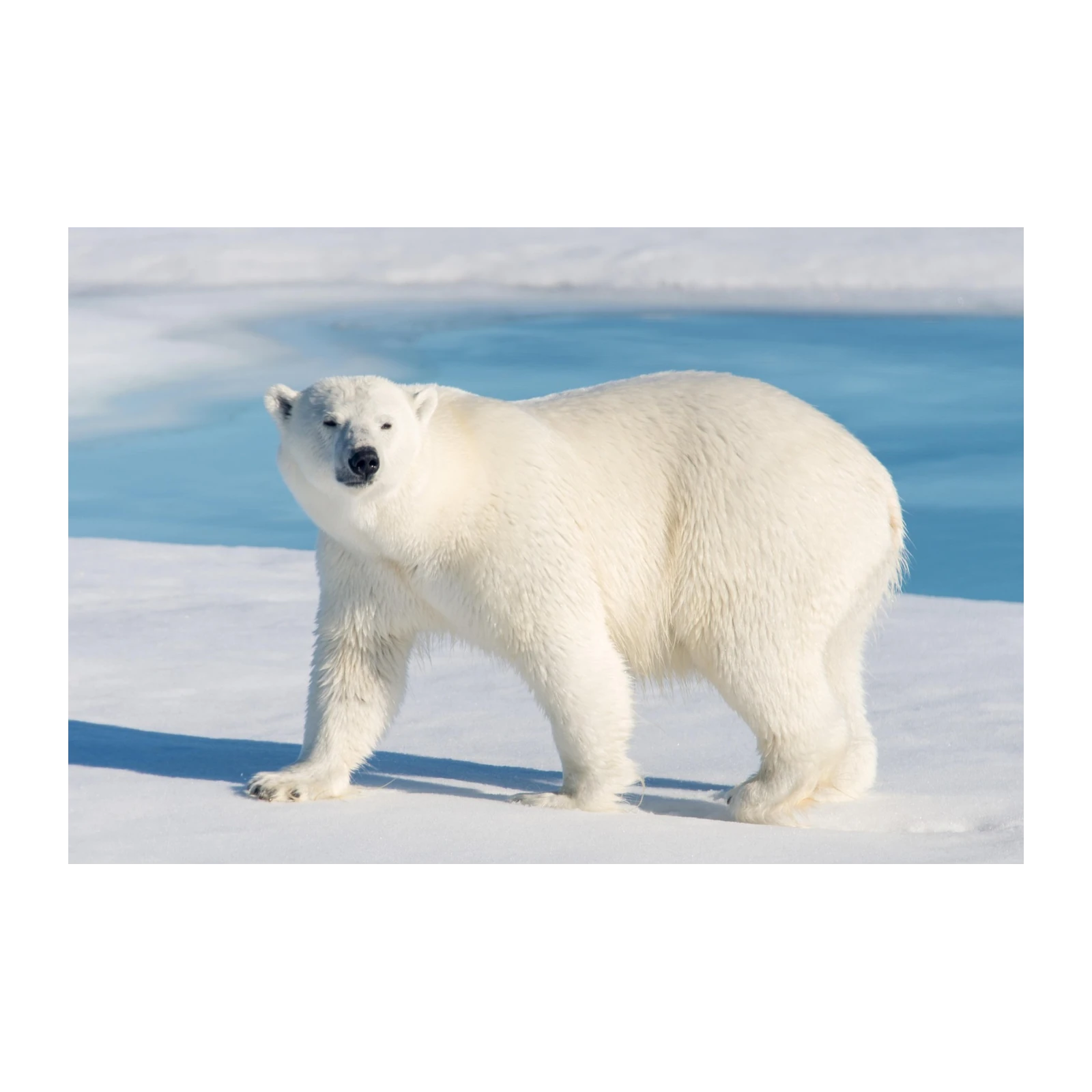 Majestic Polar Bear Arctic Wildlife Wall Art