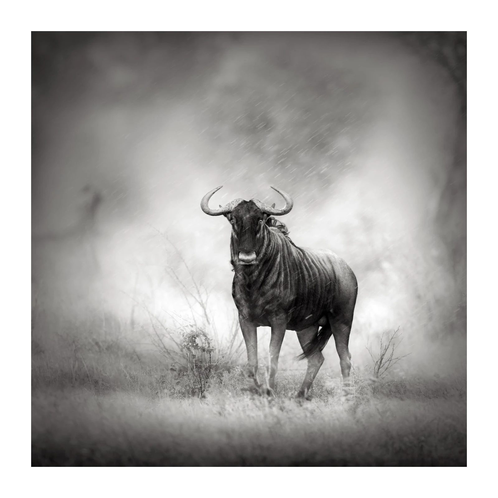 Majestic Wildebeest in Rain Wall Art