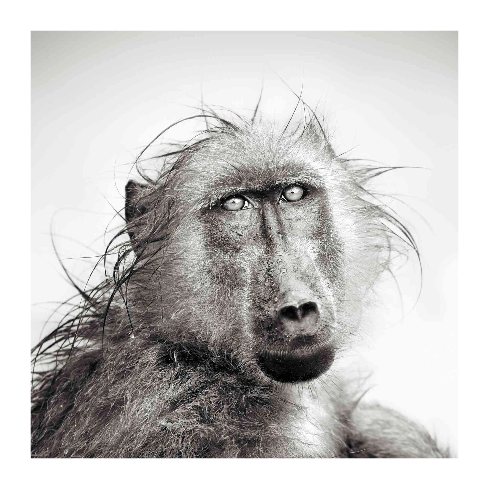 Captivating Baboon Portrait Wall Art