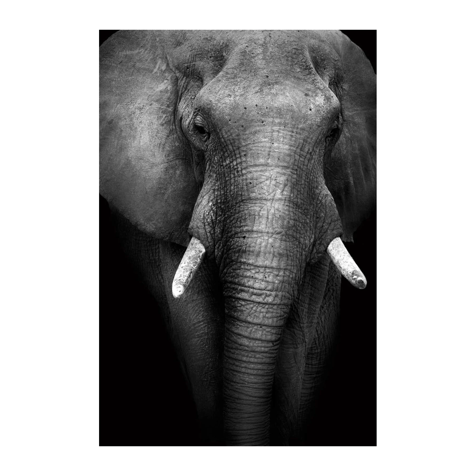 Majestic Elephant Portrait B&W Wall Art