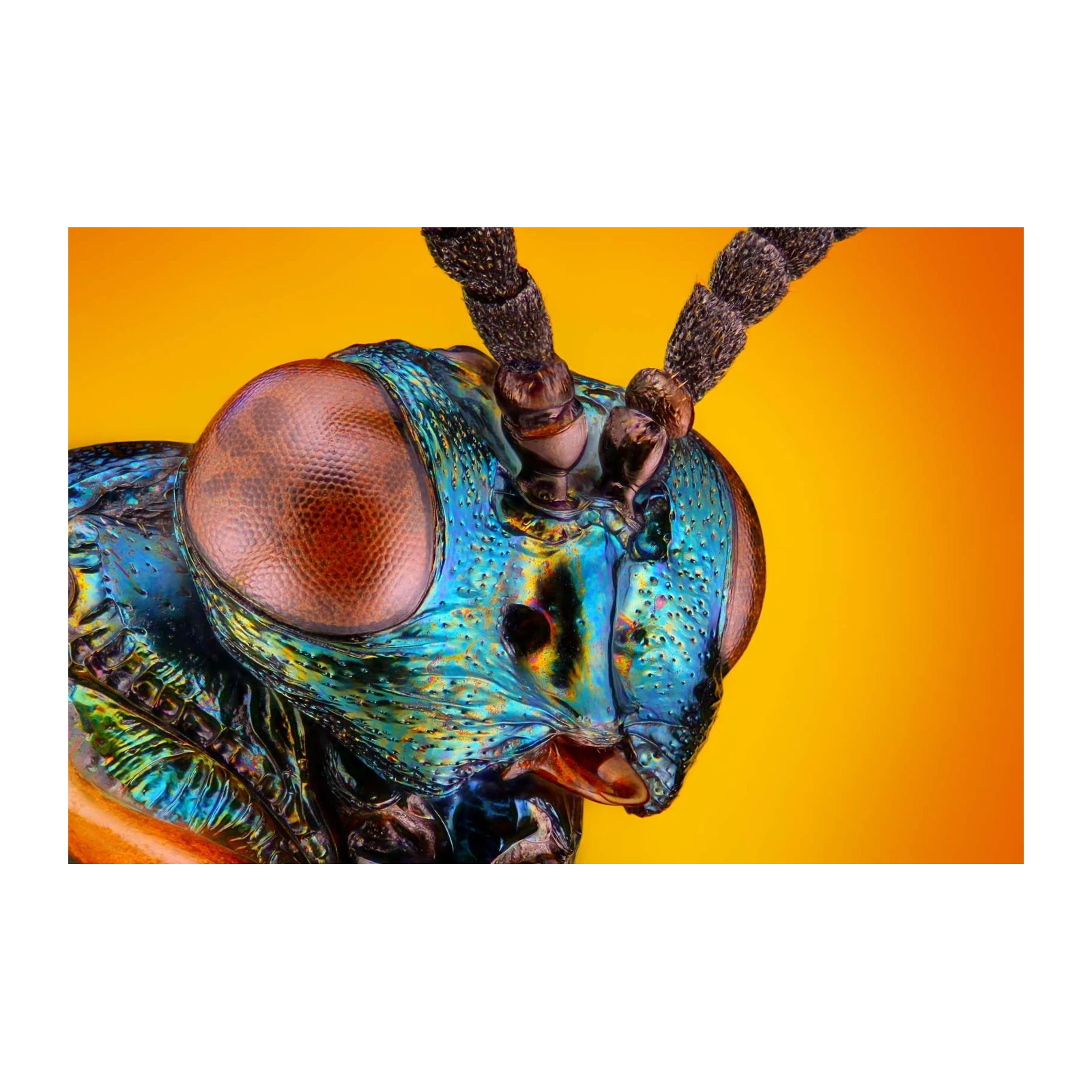 Iridescent Jewel Bug Macro Art Wall Art