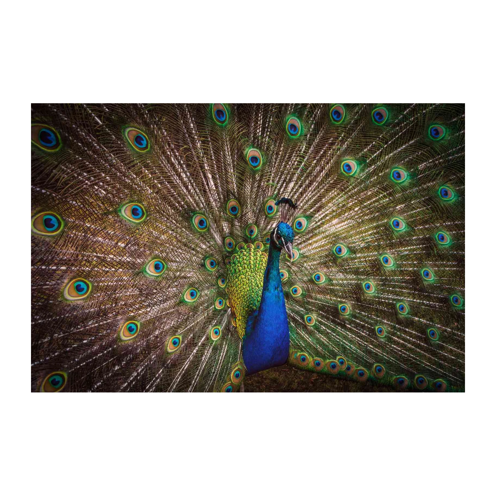 Majestic Peacock Feather Eye Wall Art
