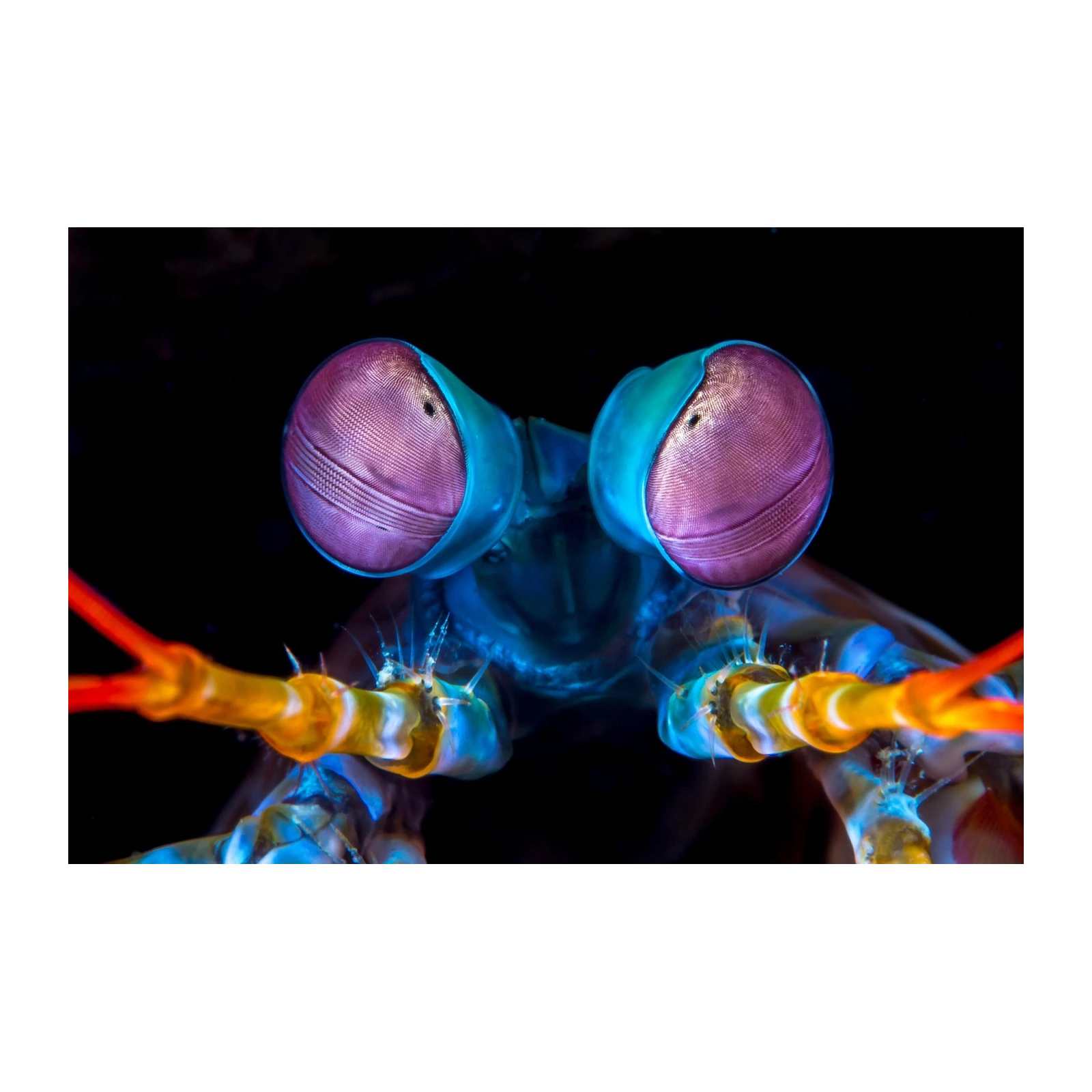 Vibrant Mantis Shrimp Eyes Wall Art