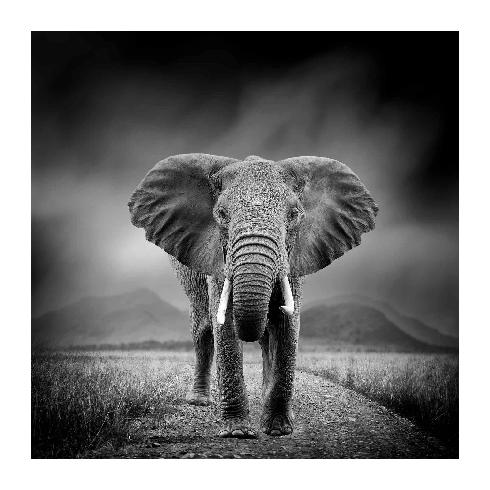 Majestic Elephant Portrait B&W Wall Art