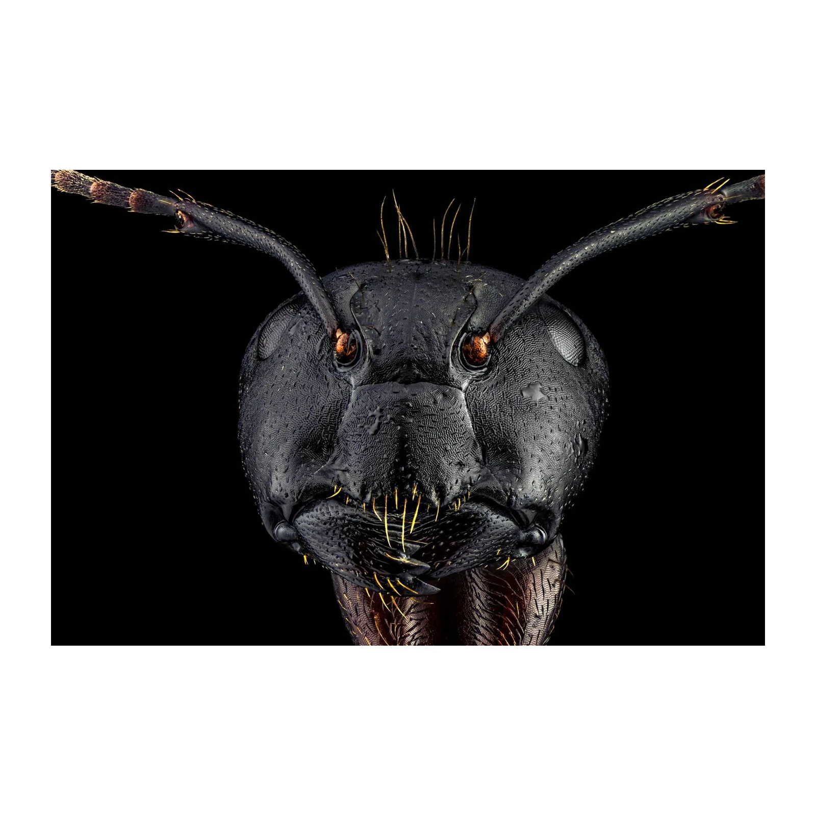 Macro Ant Portrait Wall Art - Insect Art