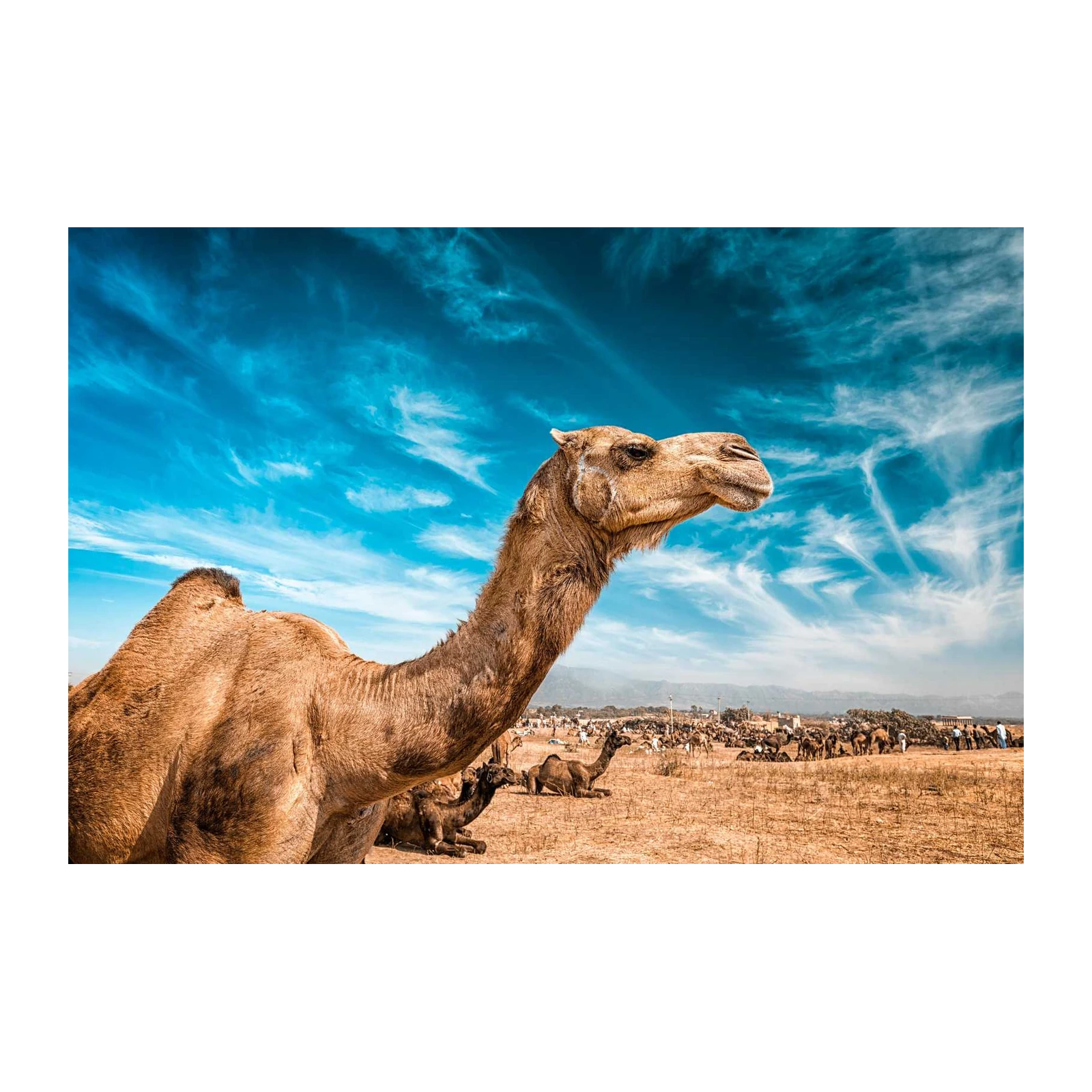 Majestic Camel Desert Scene Wall Art