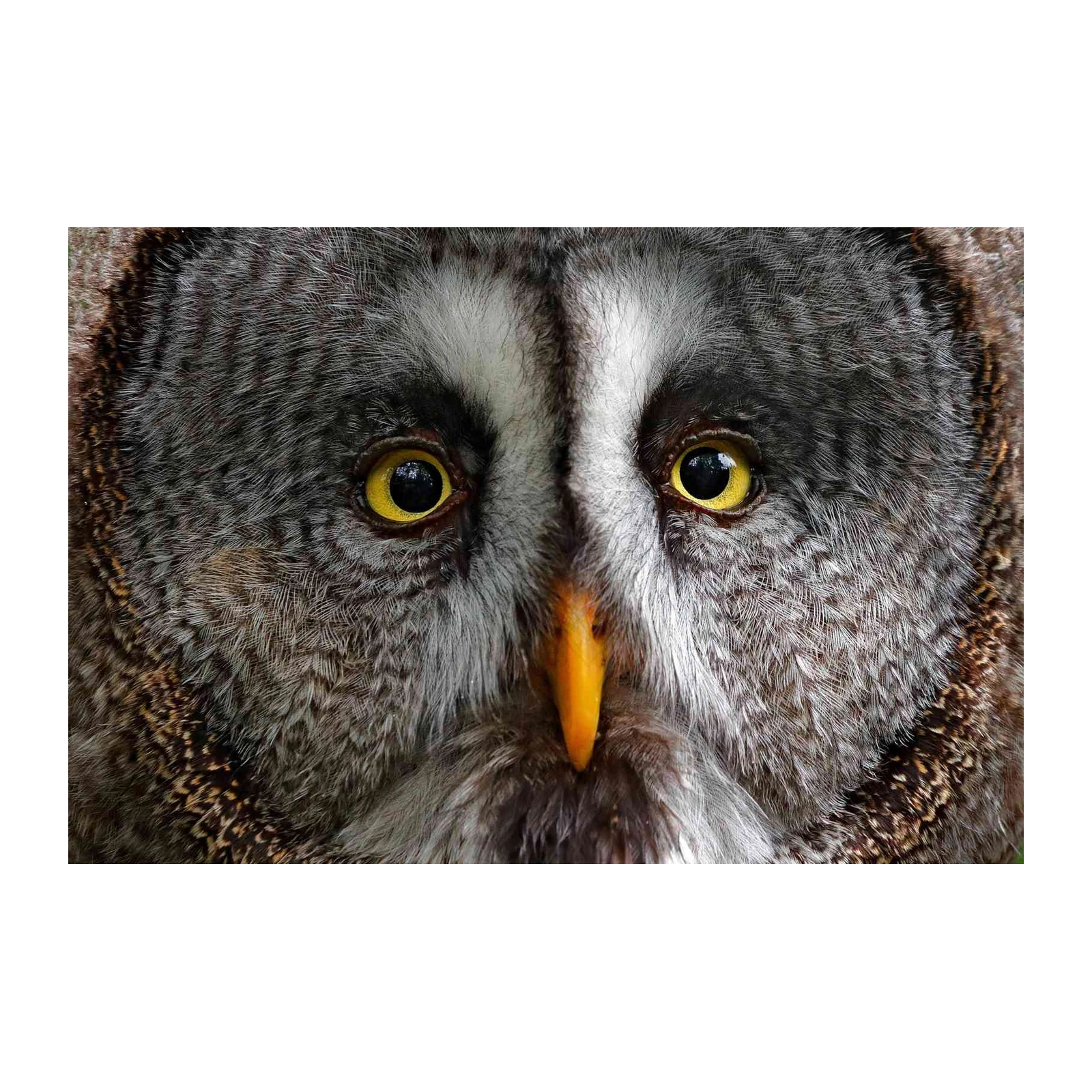 Majestic Great Grey Owl Close-Up Wall Art