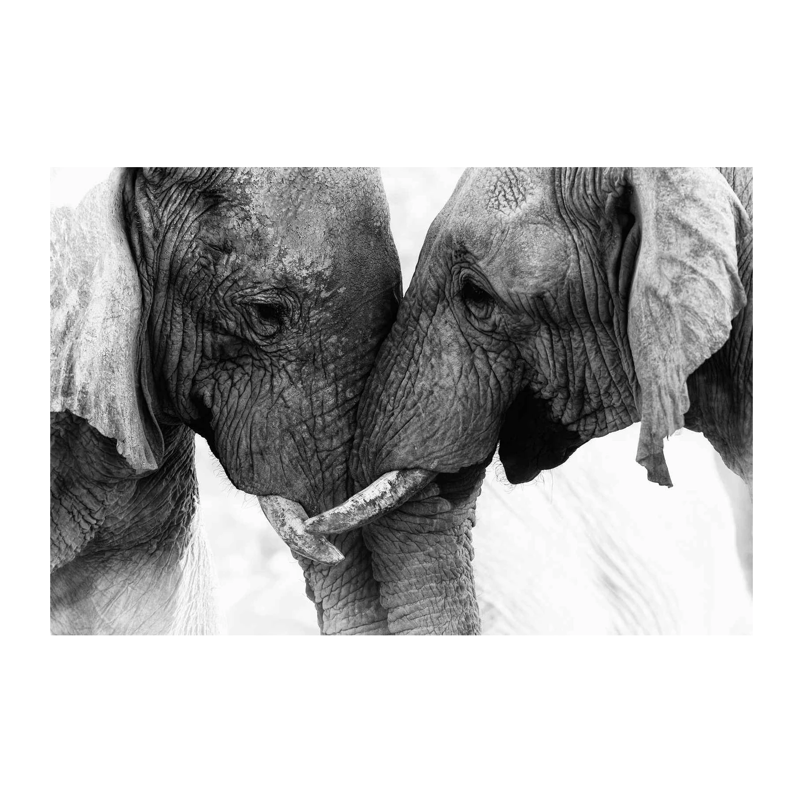 Majestic Elephant Embrace Black & White Wall Art