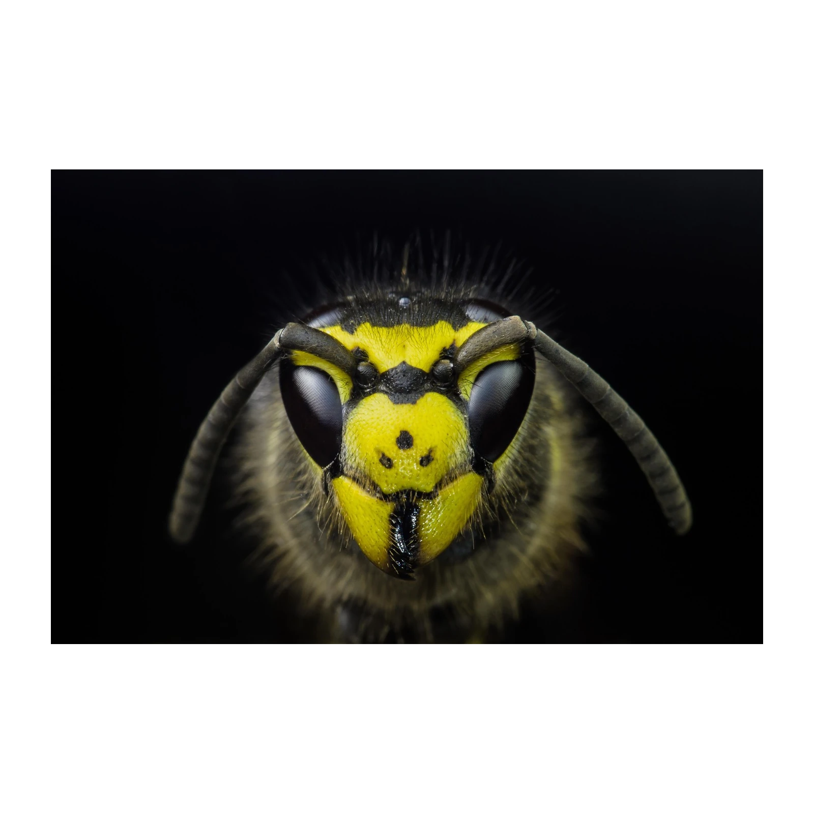 Striking Wasp Macro Photography Wall Art
