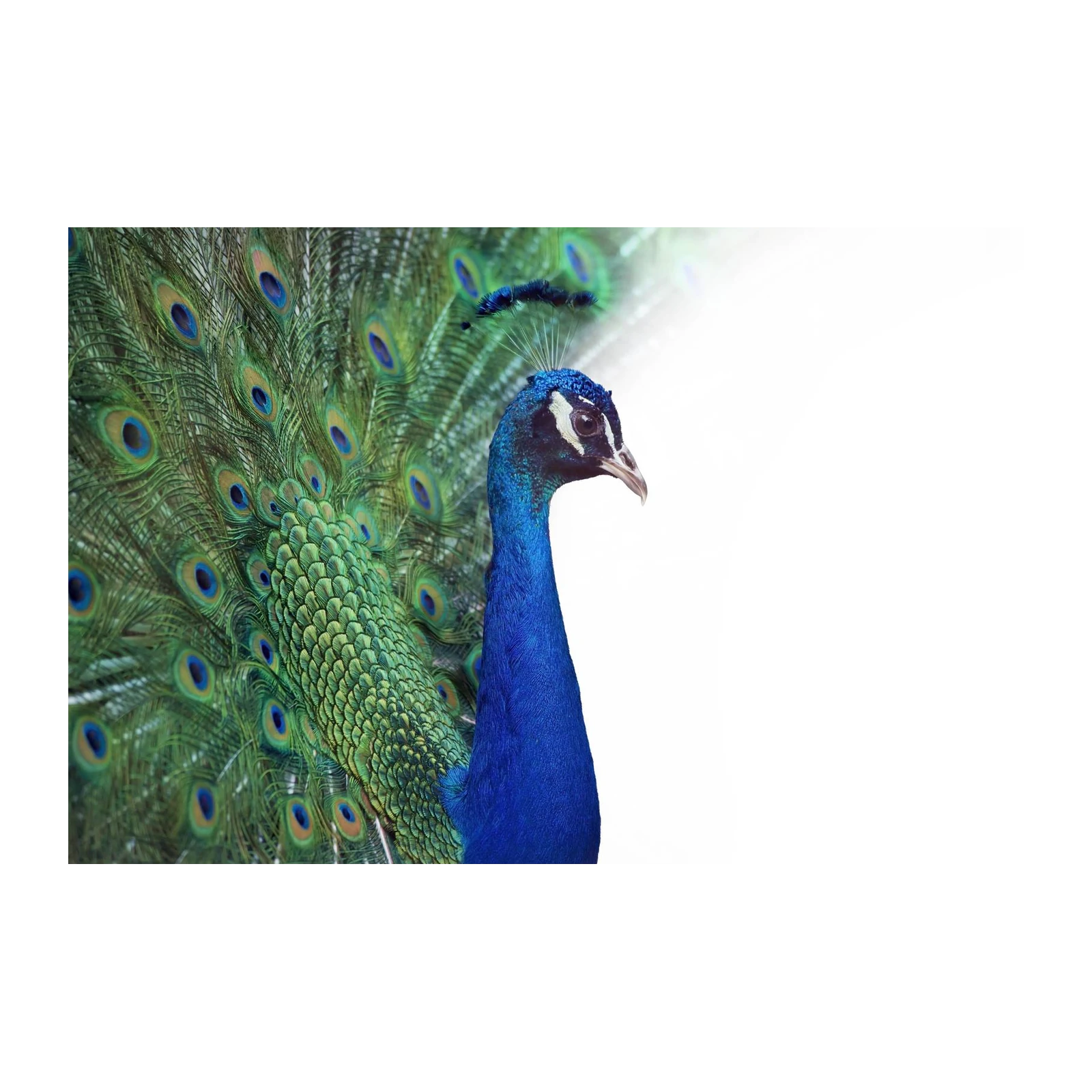 Majestic Peacock Feather Burst Wall Art