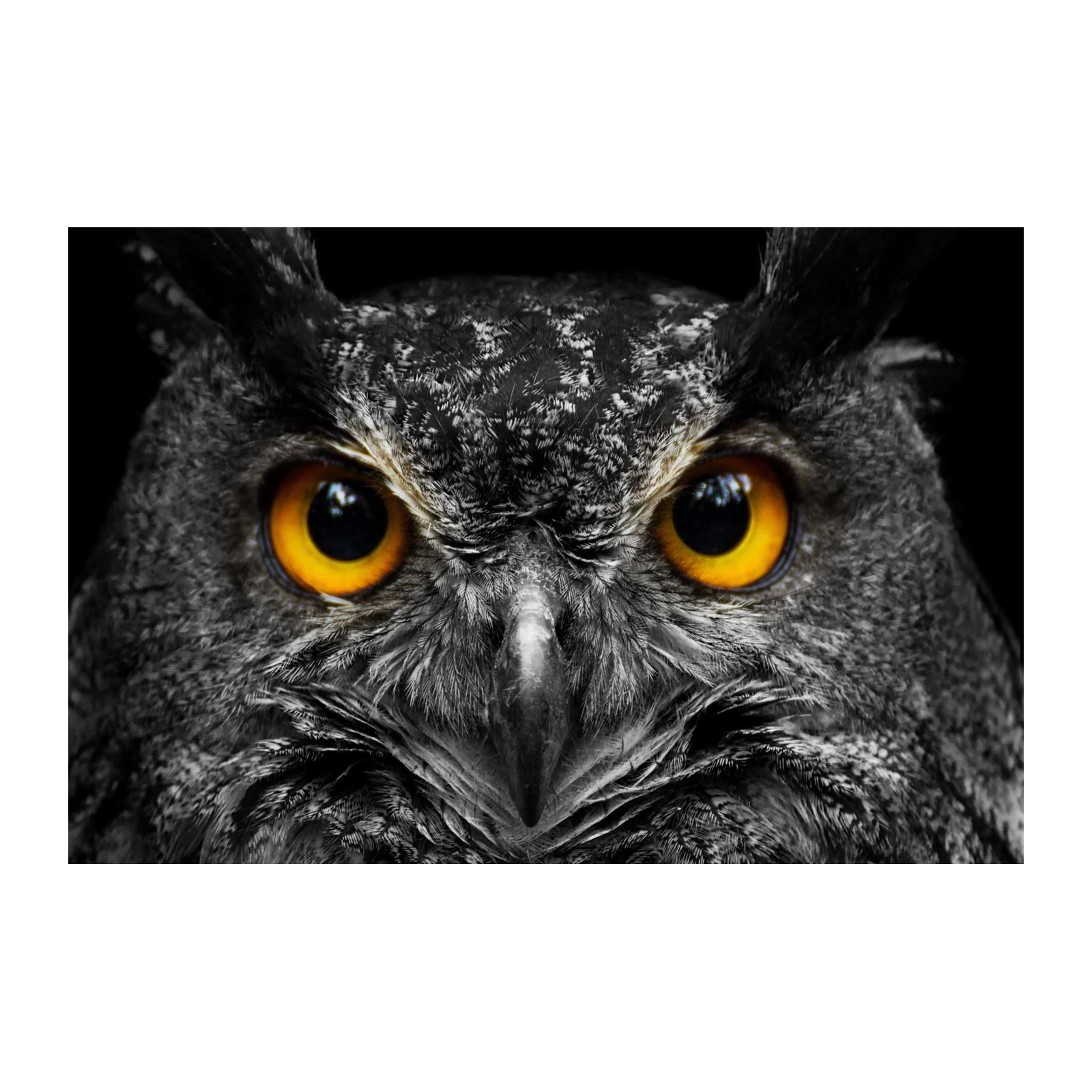 Intense Owl Eyes Wildlife Art Wall Art