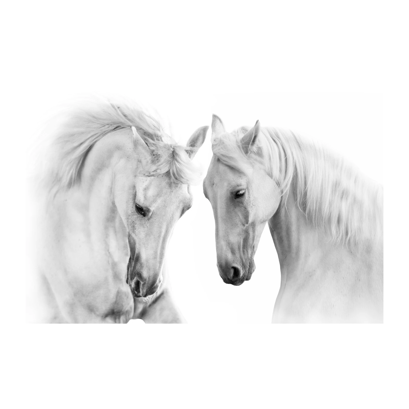 Elegant White Horses Duo Black & White Wall Art