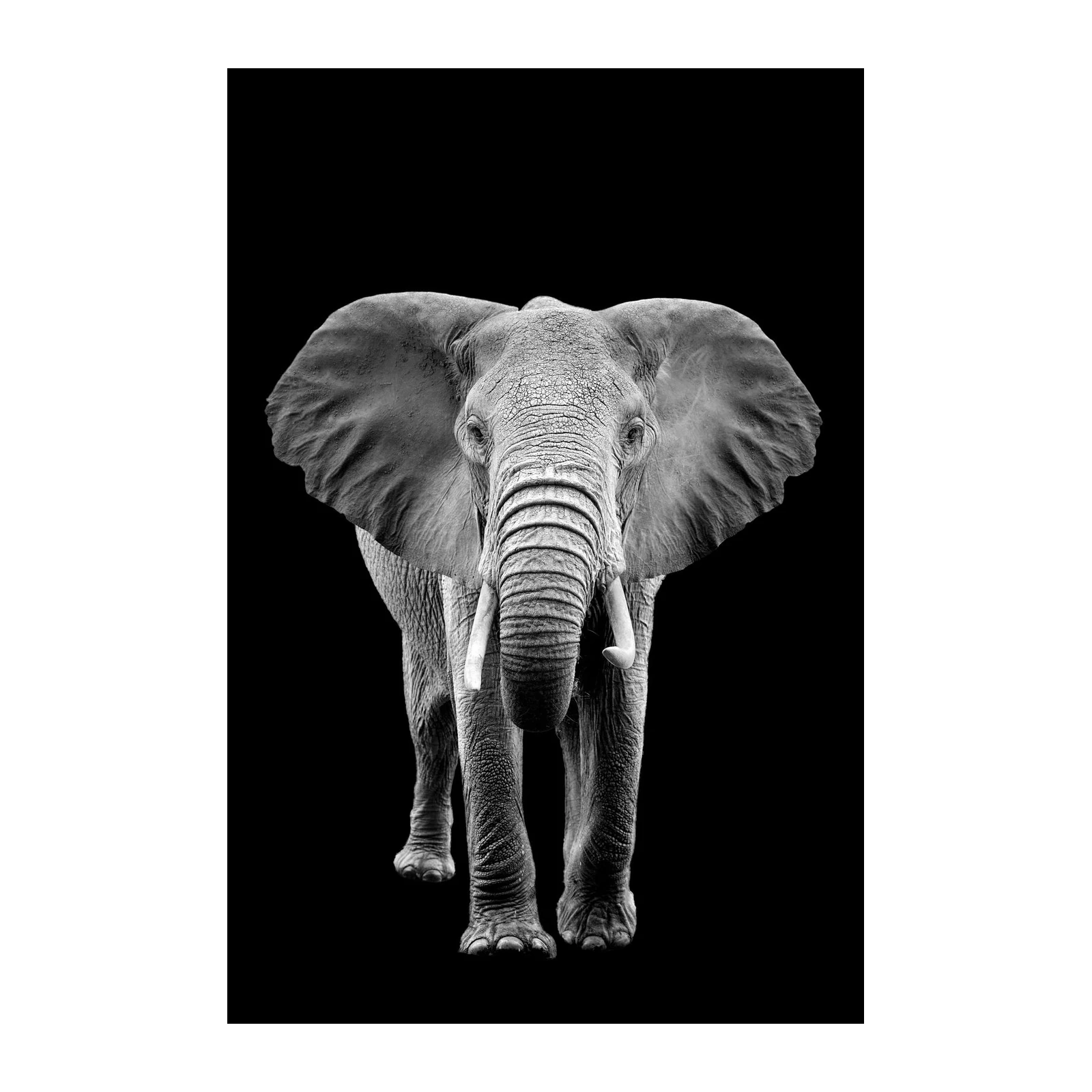 Majestic Elephant Portrait Wall Art