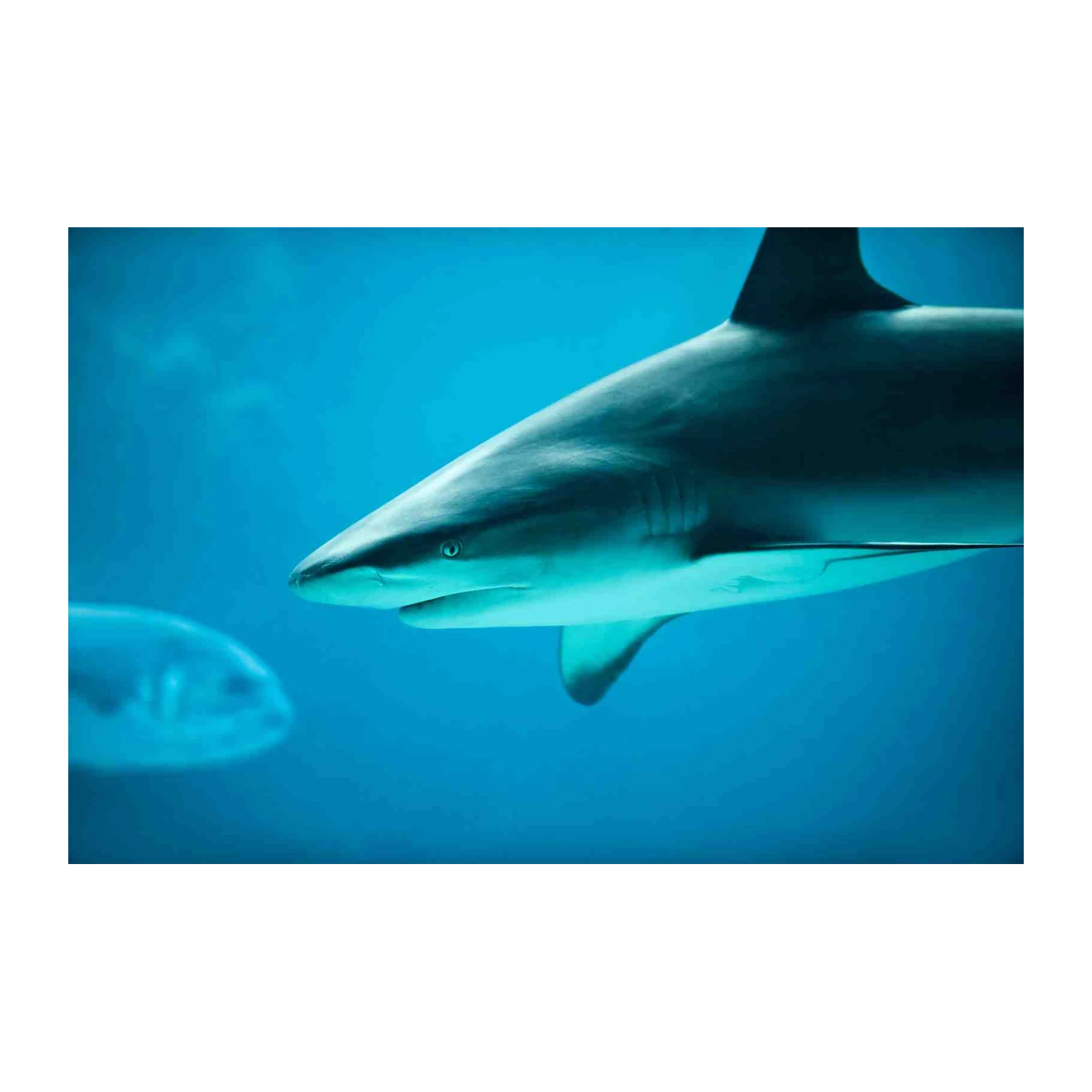 Majestic Shark Ocean View Wall Art