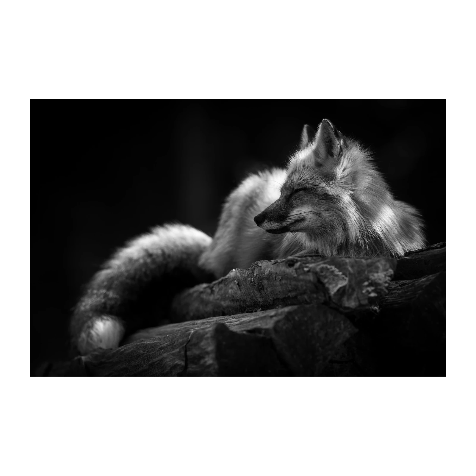 Serene Fox Nap B&W Wall Art