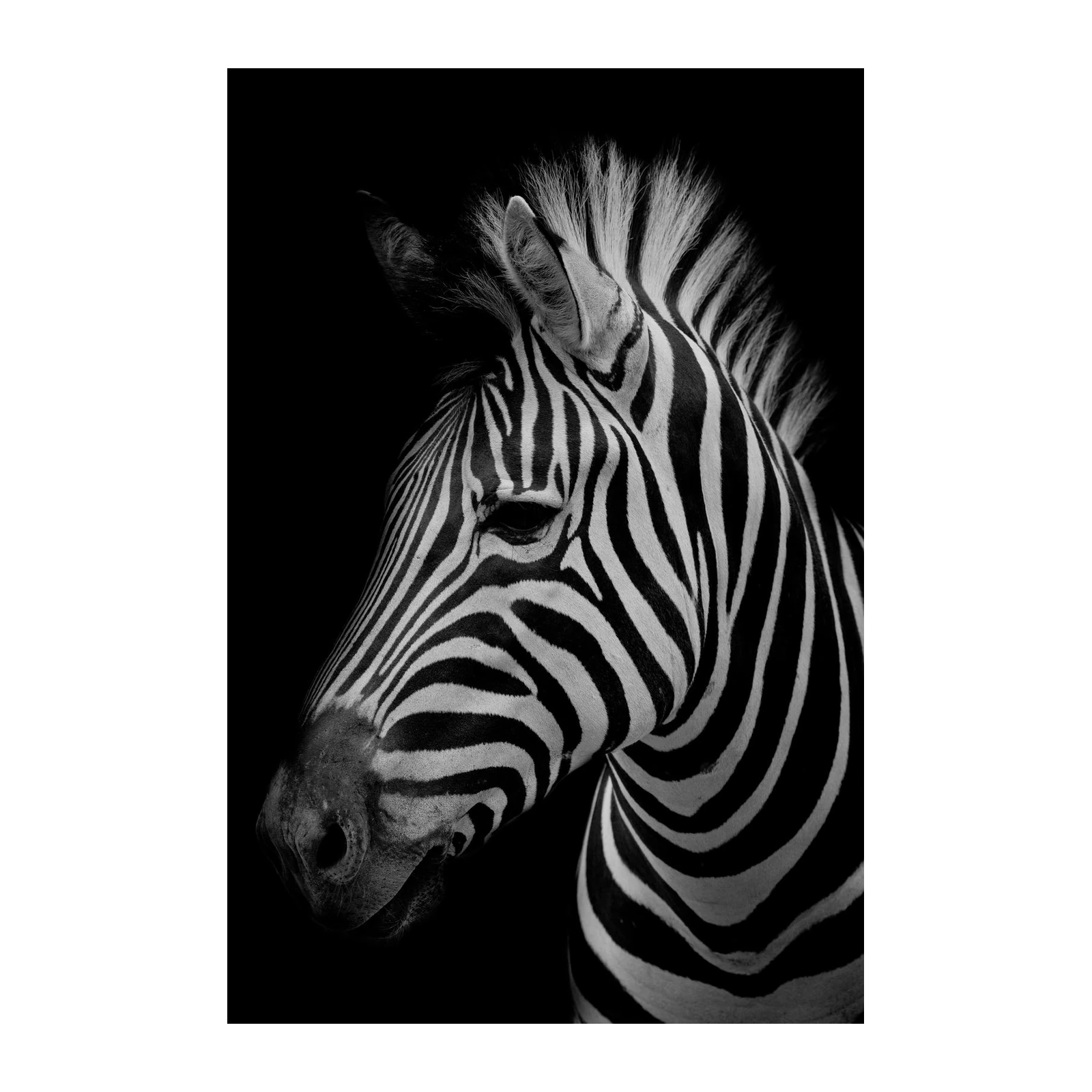 Striking Zebra Portrait B&W Wall Art