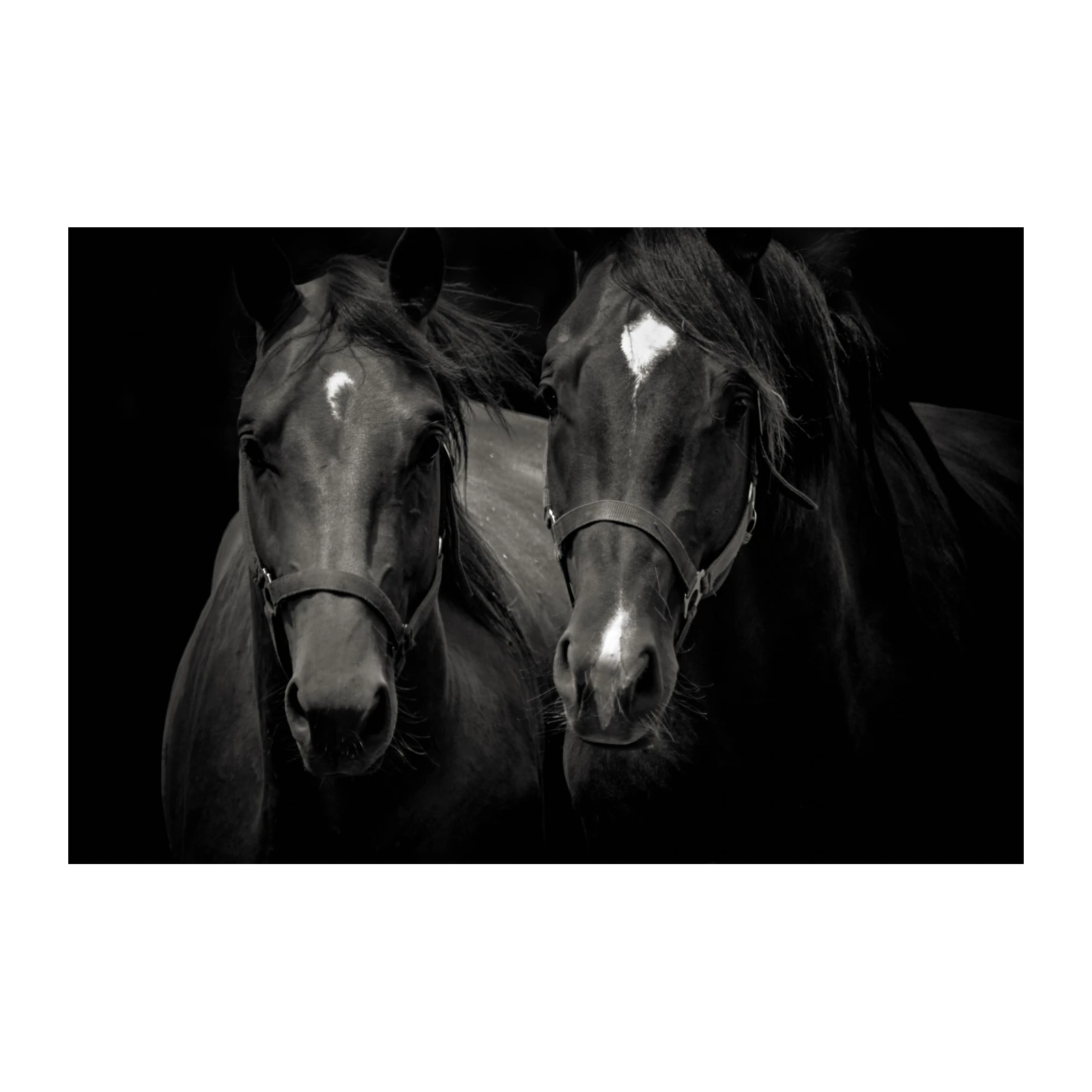 Majestic Equine Pair Black & White Wall Art