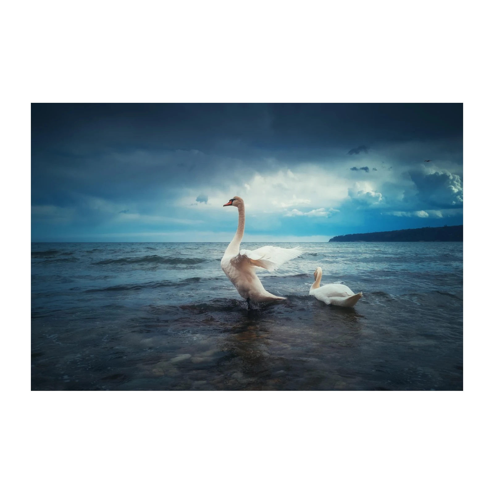 Elegant Swans Serene Waters Wall Art