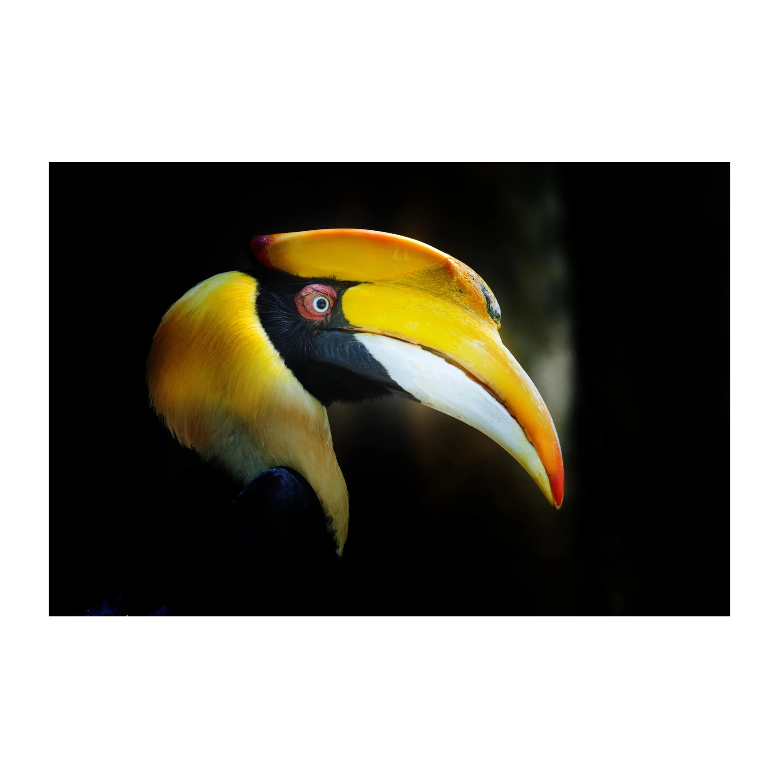 Majestic Hornbill Portrait Wall Art