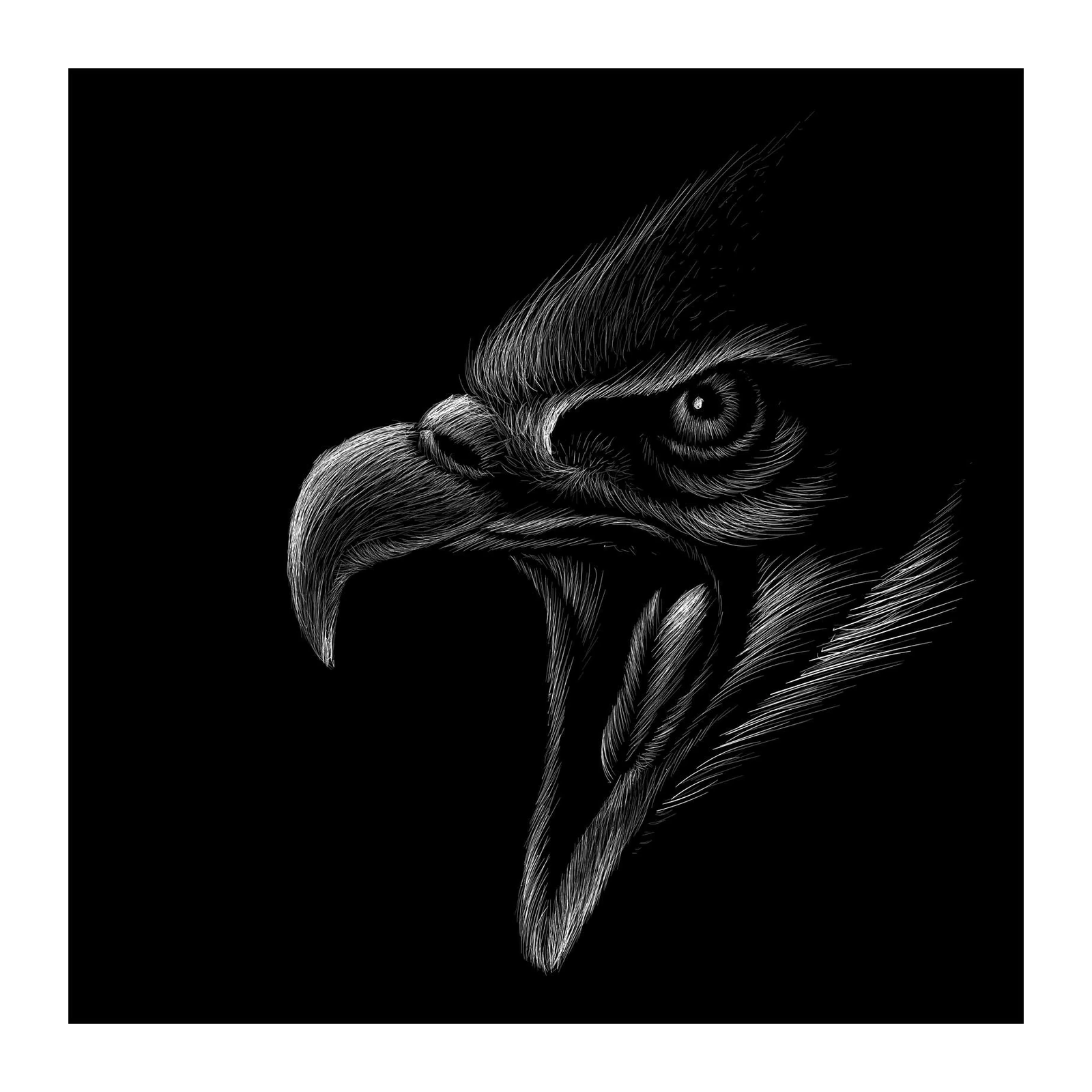 Striking Eagle's Gaze Black & White Wall Art