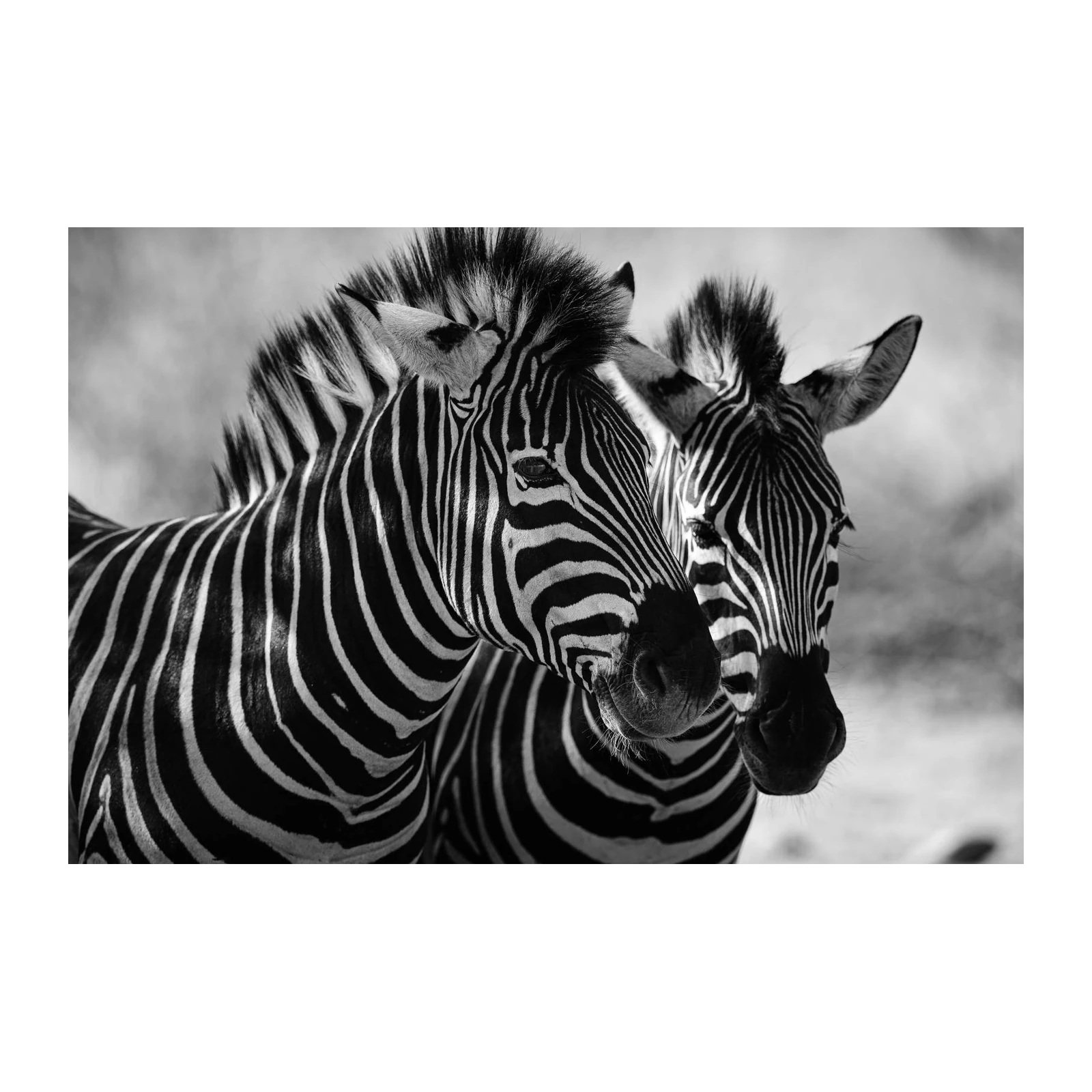 Striking Zebra Duo Black & White Wall Art
