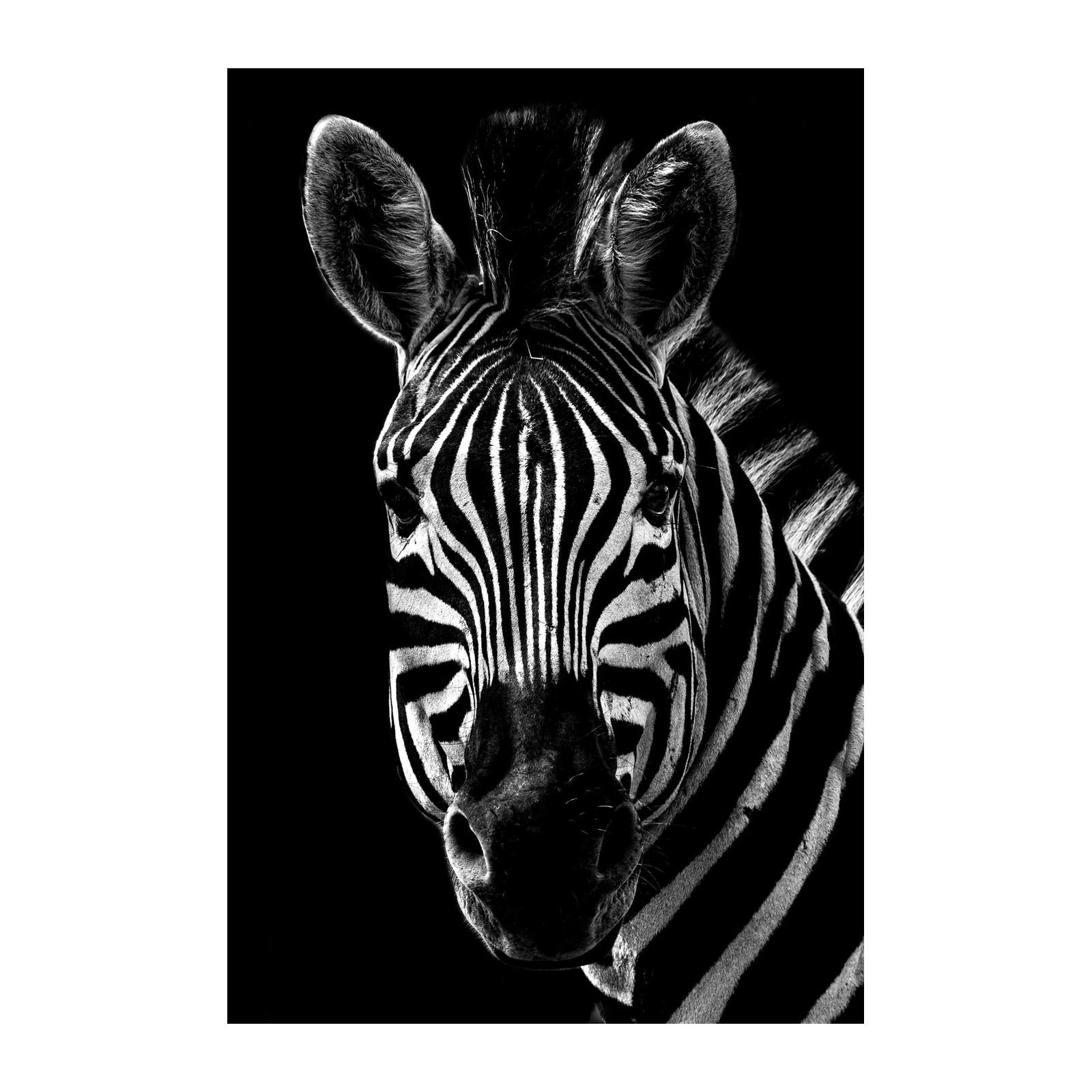 Bold Zebra Portrait Black and White Wall Art