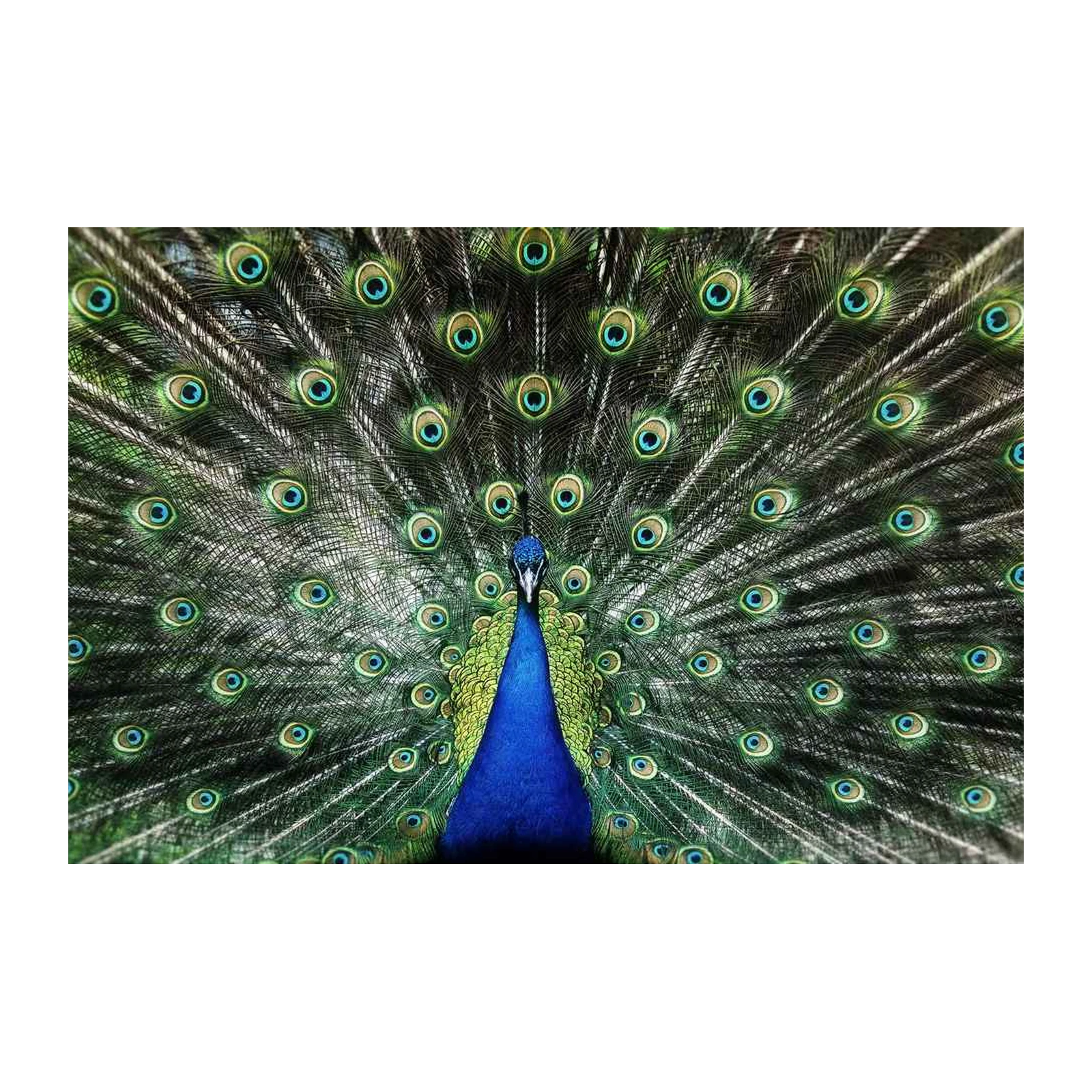 Majestic Peacock Eye Feathers Wall Art