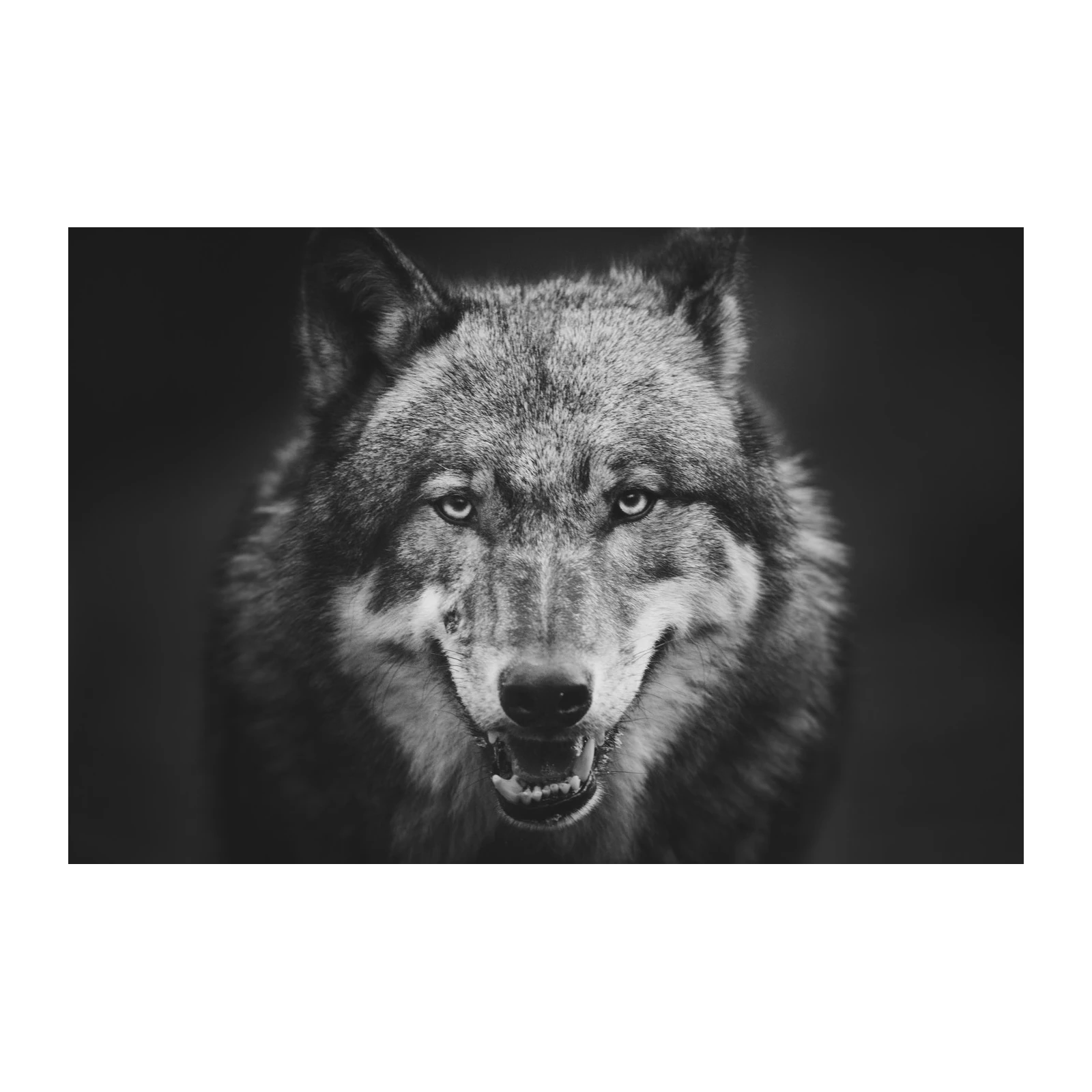 Intense Wolf Portrait B&W Wall Art