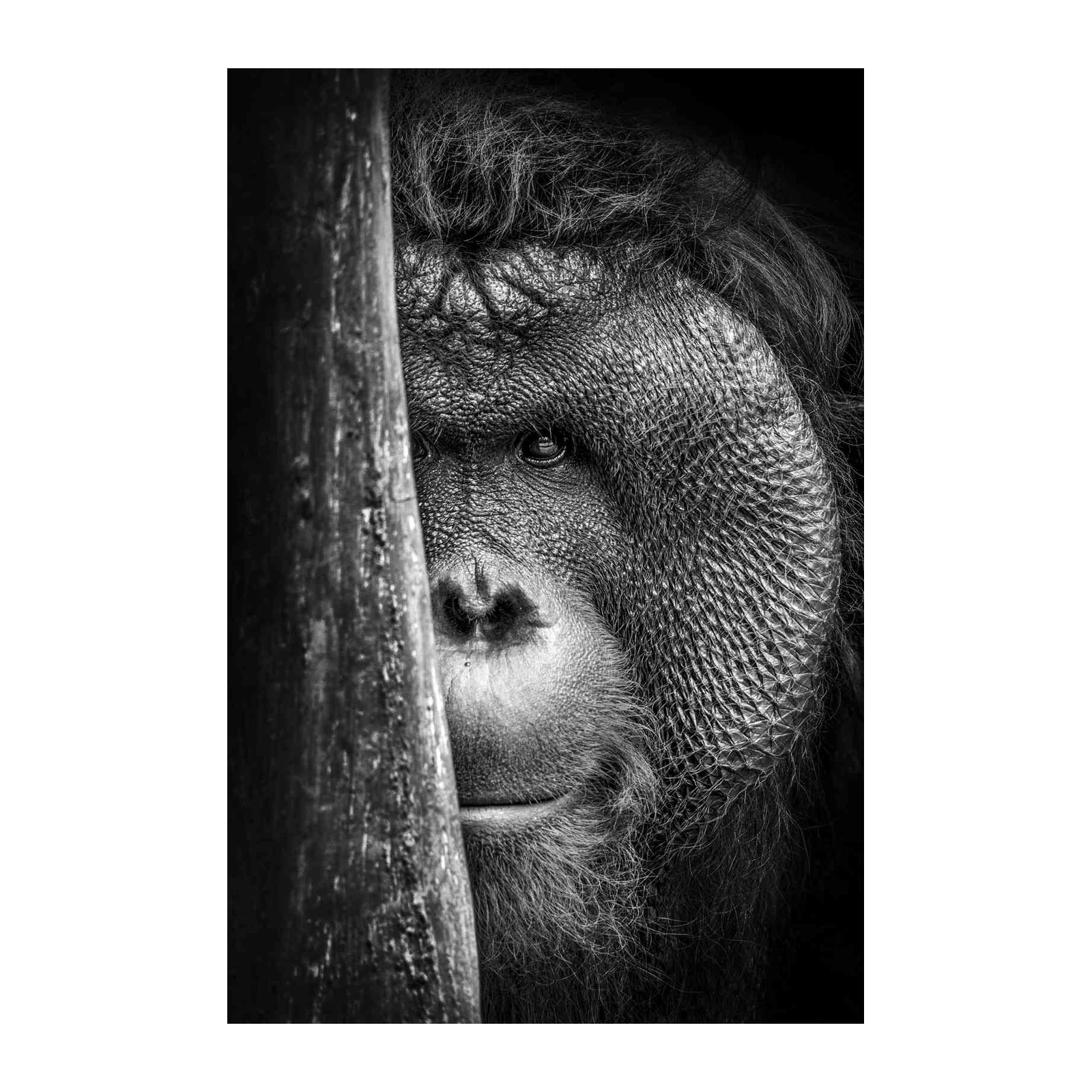 Majestic Orangutan Peeking Wall Art