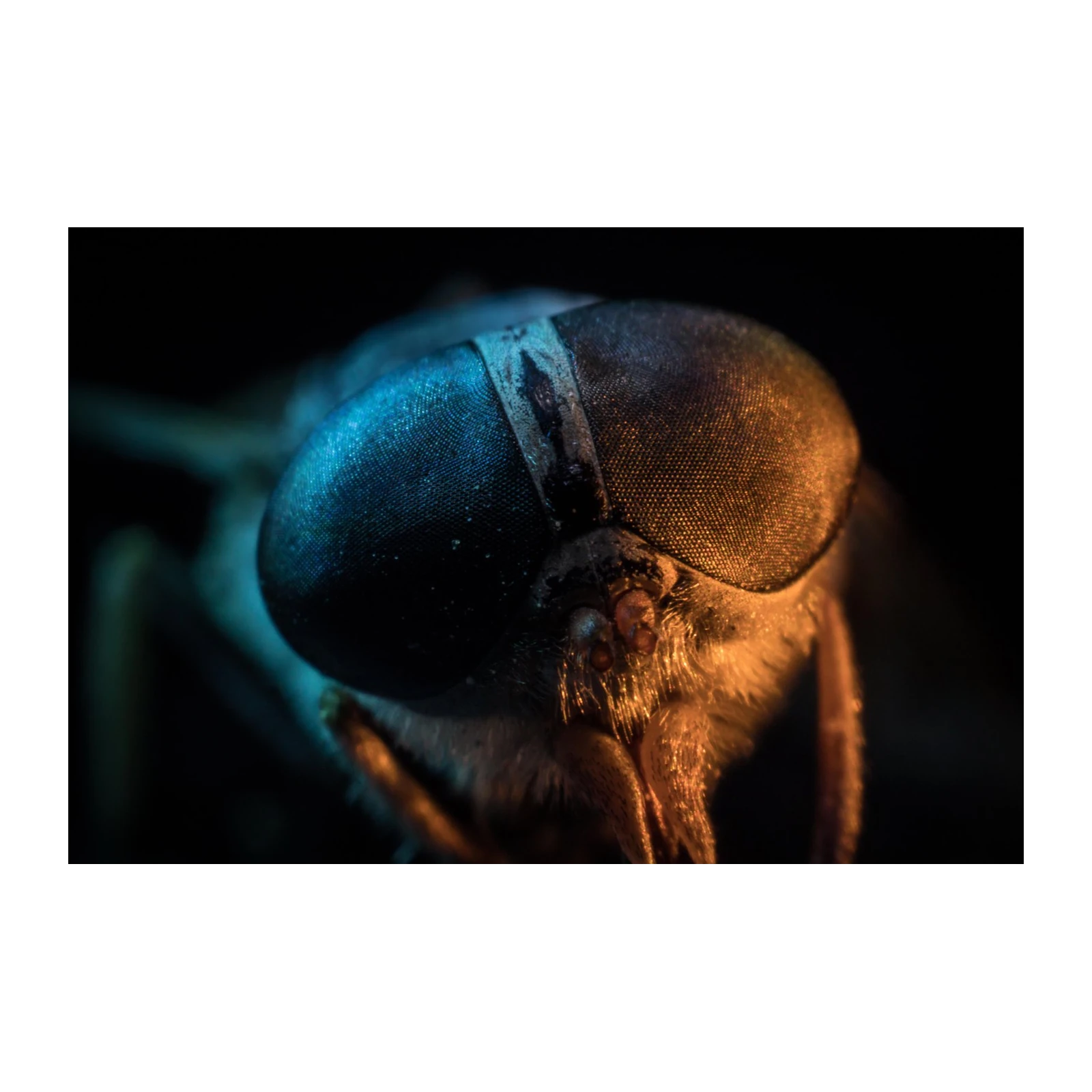 Macro Fly Eye Abstract Art Wall Art